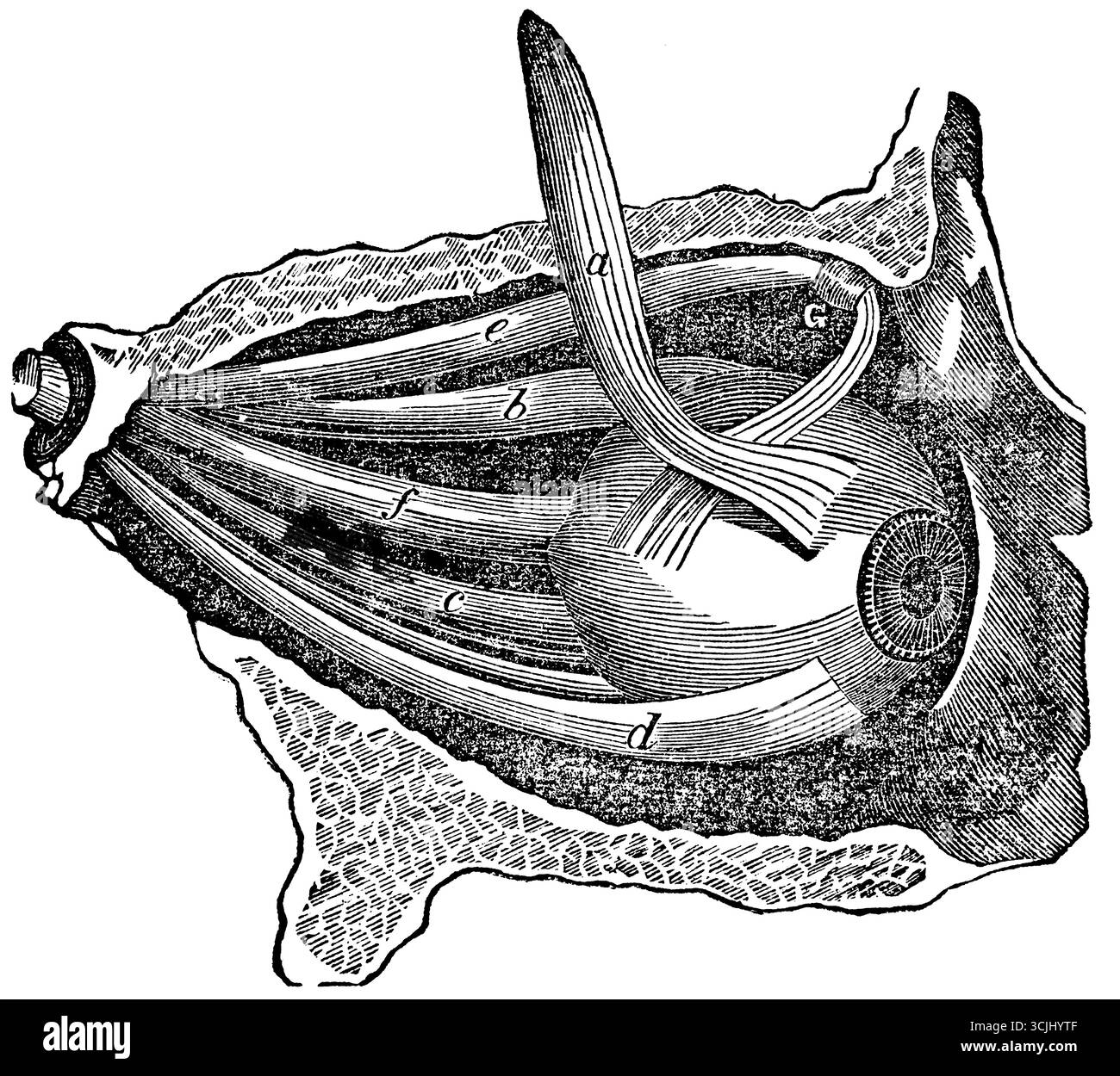 Anatomia degli organi della visione, vista dell'occhio e dei suoi muscoli, illustrazione storica 1858 Foto Stock