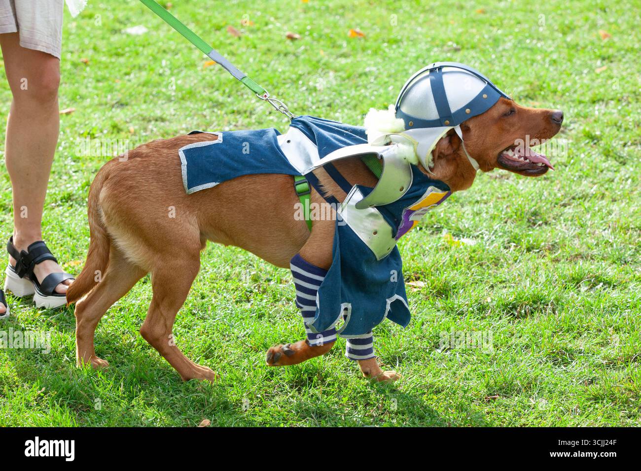 Londra, Regno Unito. 7 settembre 2025. Il cantante e attore Olly Alexander, chef e imprenditore Levi Roots (con il figlio Christopher) e l'artista Andrew Logan sono stati i giudici quest'anno per il Myatt's Fields Dog Show. Ambientato in un parco vicino a Brixton, lo spettacolo include premi per Perfect Puppy, Golden Oldie, Remarkable Rescue, Agility, Doggy Doppelganger e una gara di costumi per la giornata mondiale del libro. Sono Sir Lancelot. Crediti: Anna Watson/Alamy Live News Foto Stock
