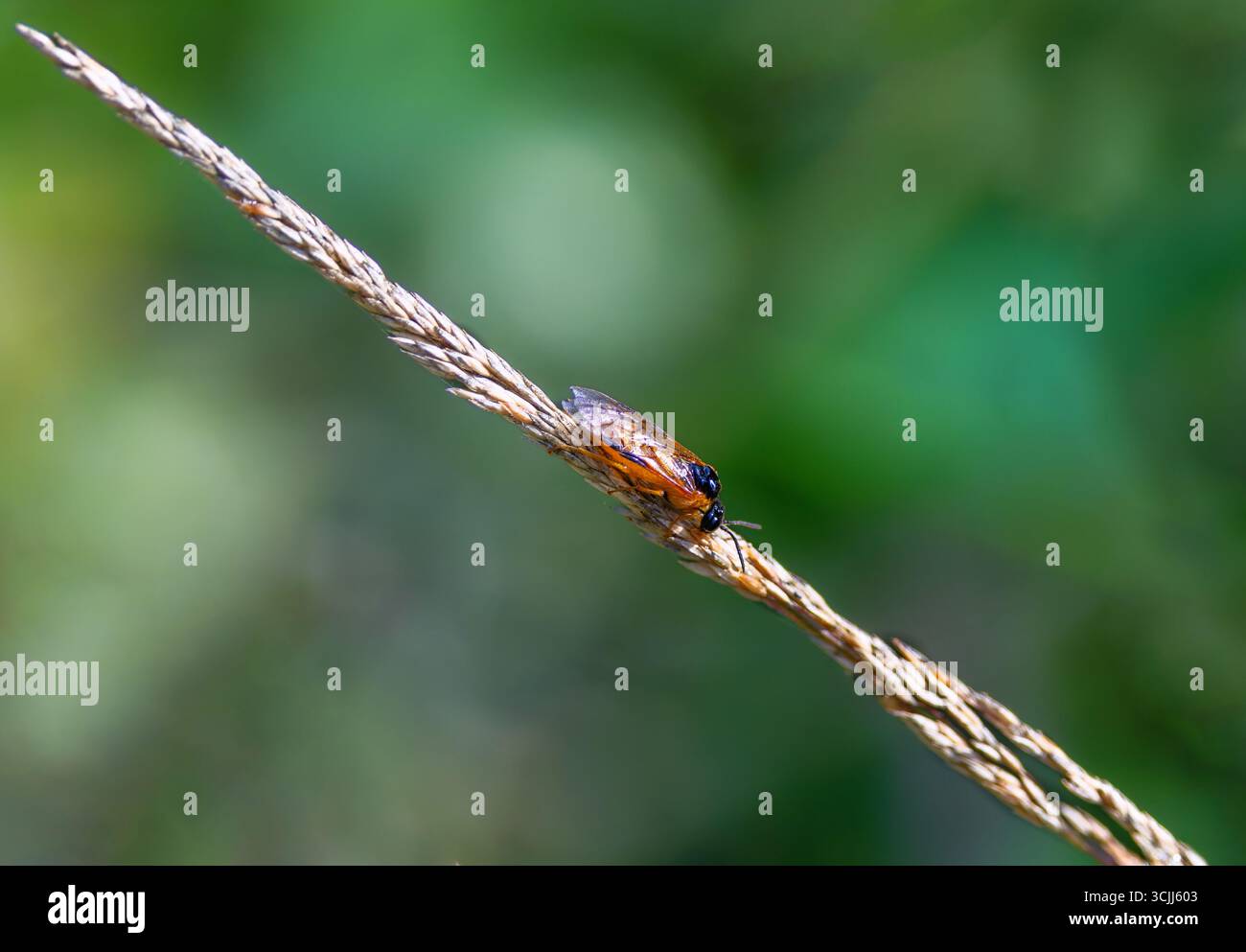 Seghetta di rapa "Athalia colibri" o "Athalia rosae" su erba selvatica. Insetto con torace arancione e addome in contrasto con la testa nera e le spalline Foto Stock