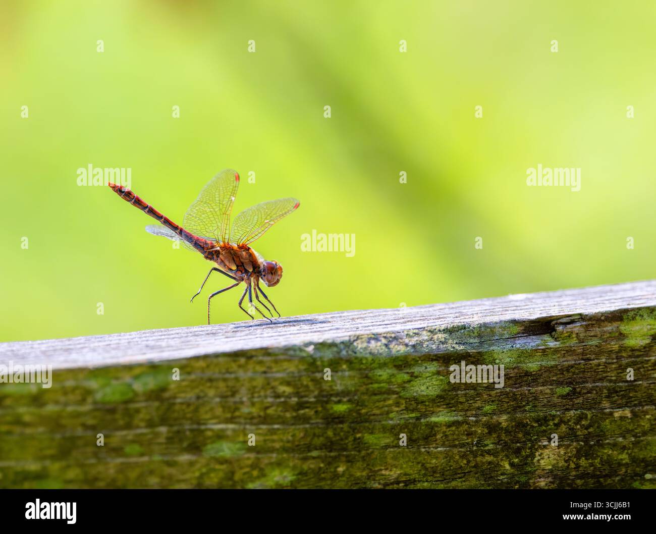 Dragonfly 'Red Veined darter' o 'Nomad' 'Sympetrum fonscolombii' su legno, isolata su sfondo verde. Le ali degli insetti si sono aperte. Irlanda Foto Stock