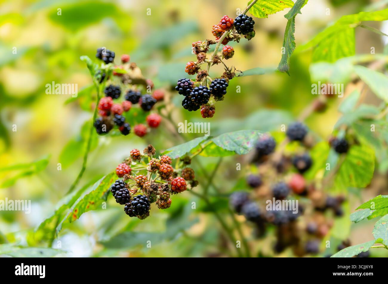Le more crescono selvatiche alla maturazione dei rami e sono pronte per la raccolta quando la frutta è grassa, viola scuro o nero. Frutta commestibile succosa. Wicklow, Irlanda Foto Stock