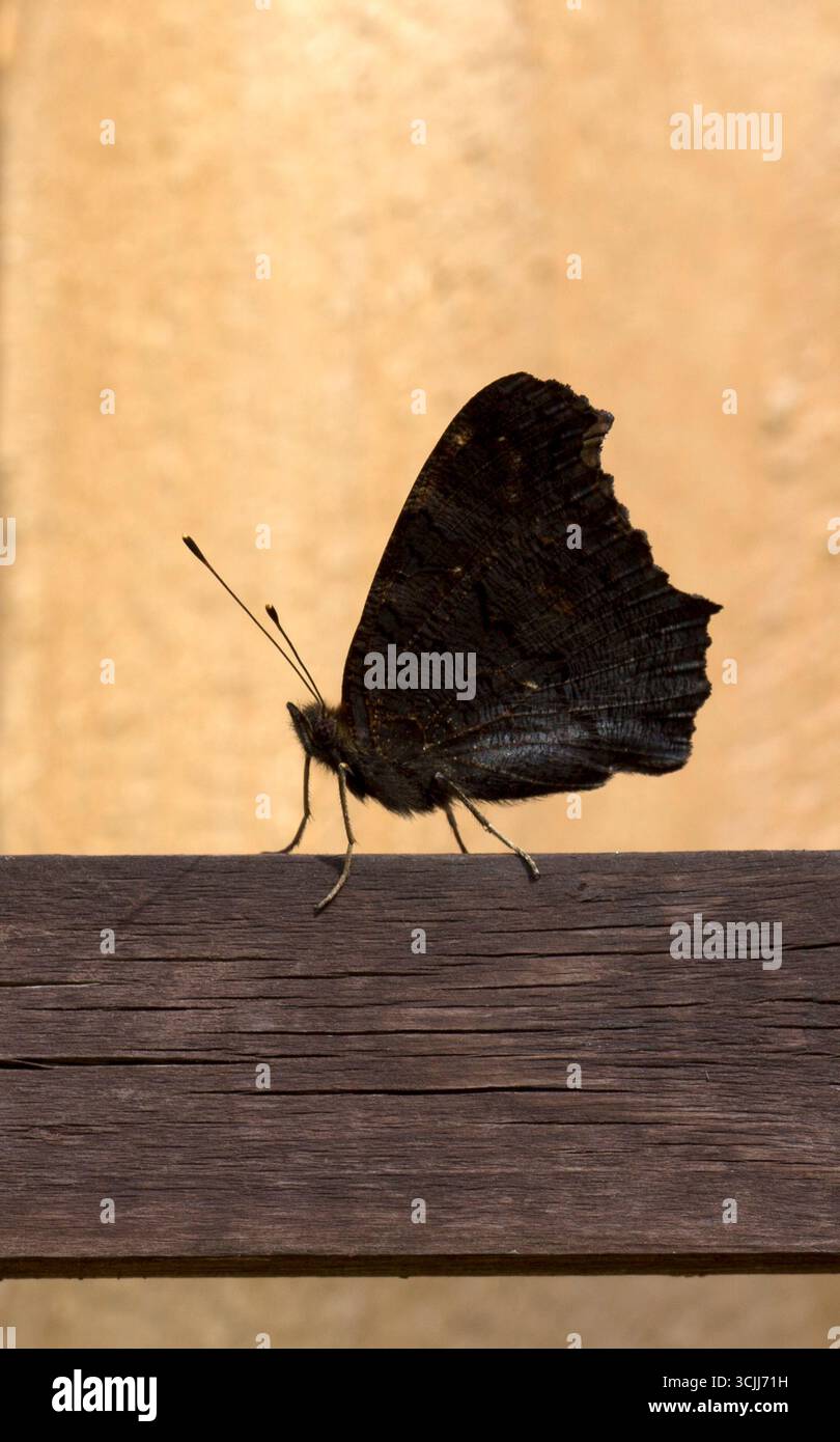 Silhouette di Peacock Butterfly Foto Stock