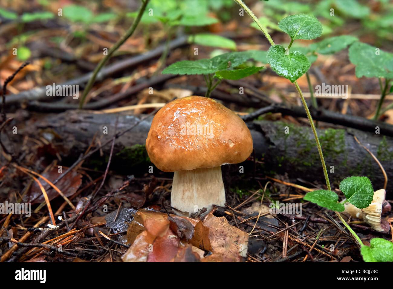 Bellissimo fungo nella foresta autunnale, famiglia Boletus edulis. Messa a fuoco selettiva. Foto Stock