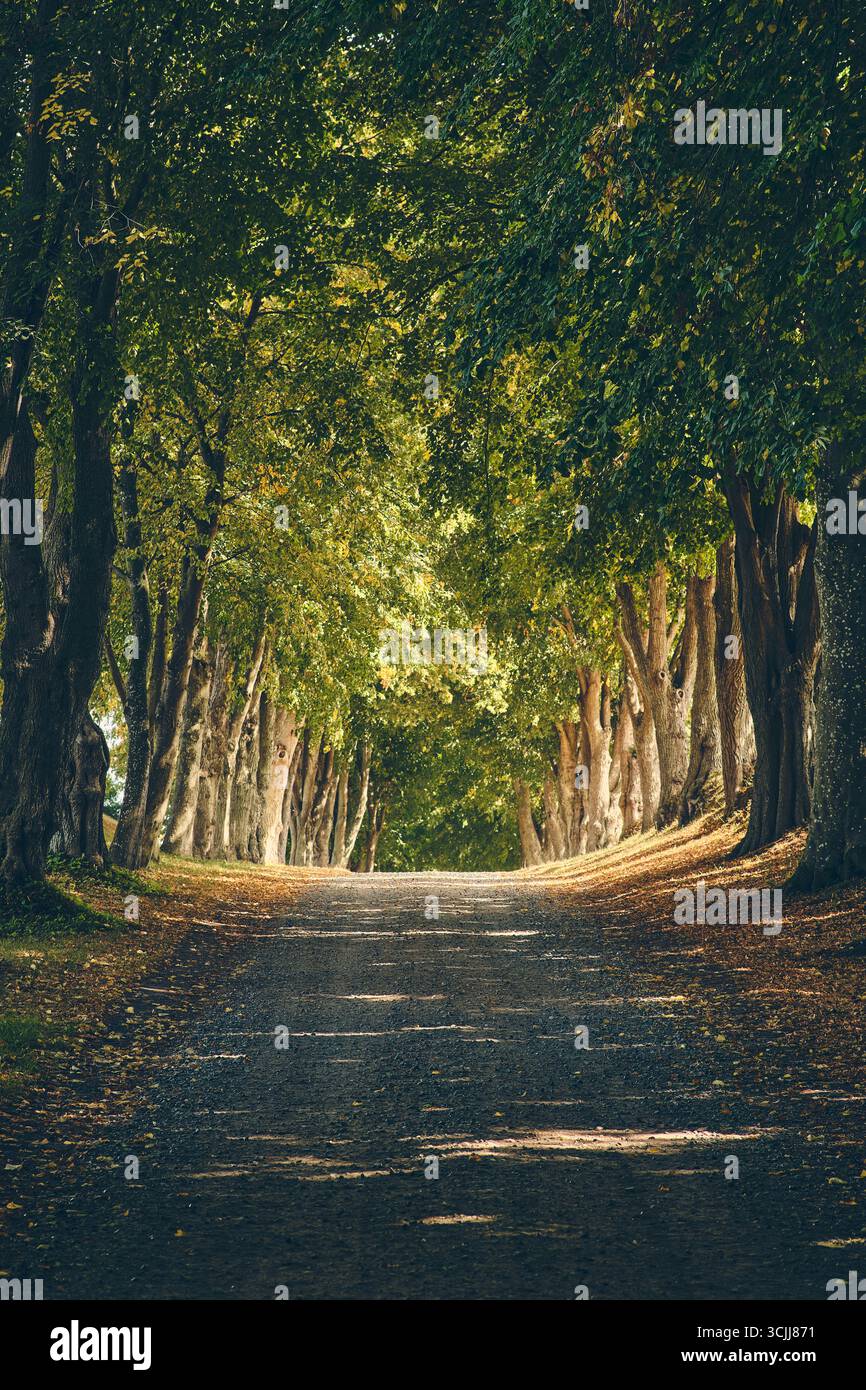 Bellissimo vicolo nella campagna danese con alberi e luce del sole. Foto di alta qualità Foto Stock