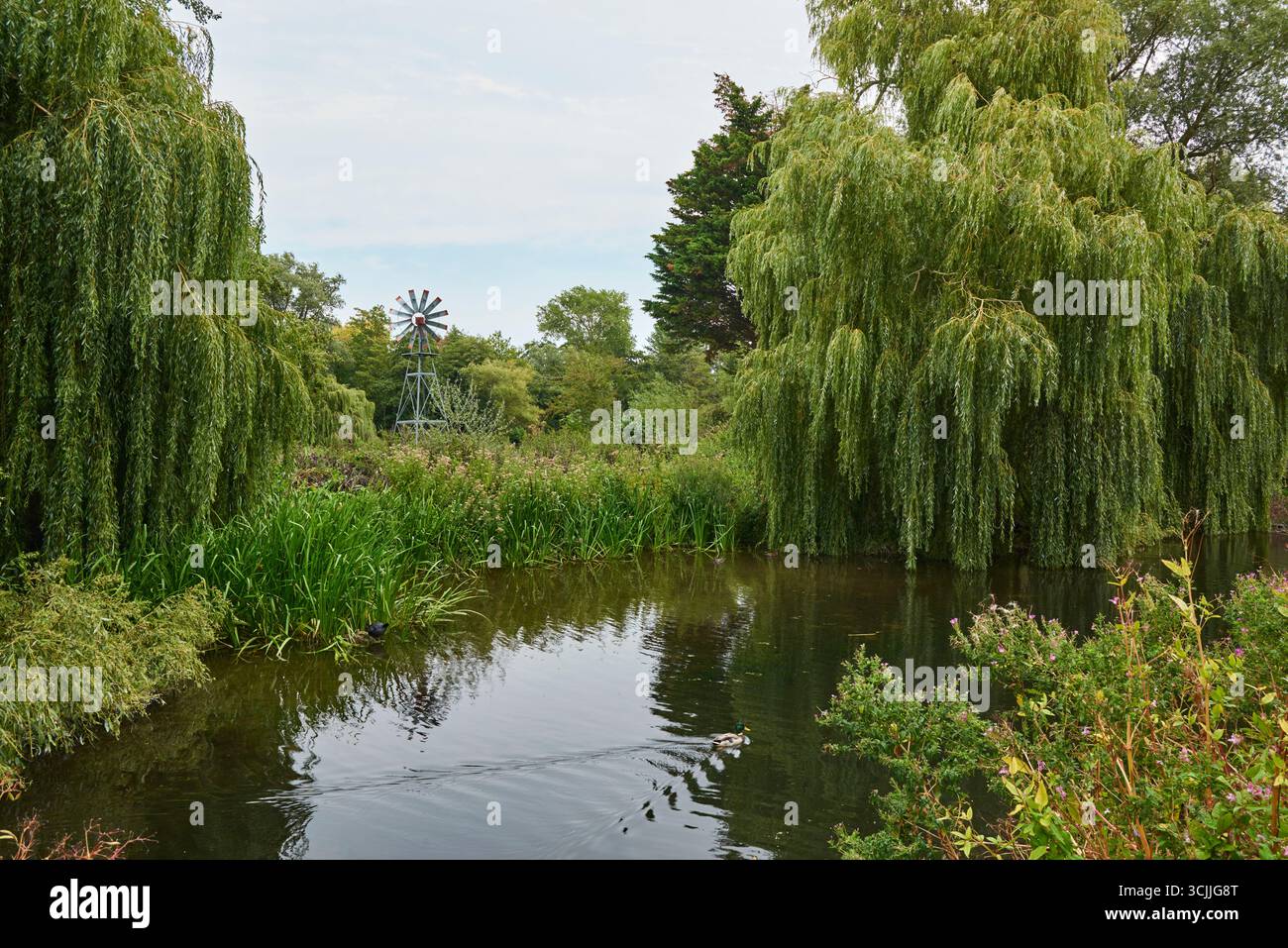 Il fiume Lea a settembre, vicino a Cheshunt, Hertfordshire, Regno Unito Foto Stock