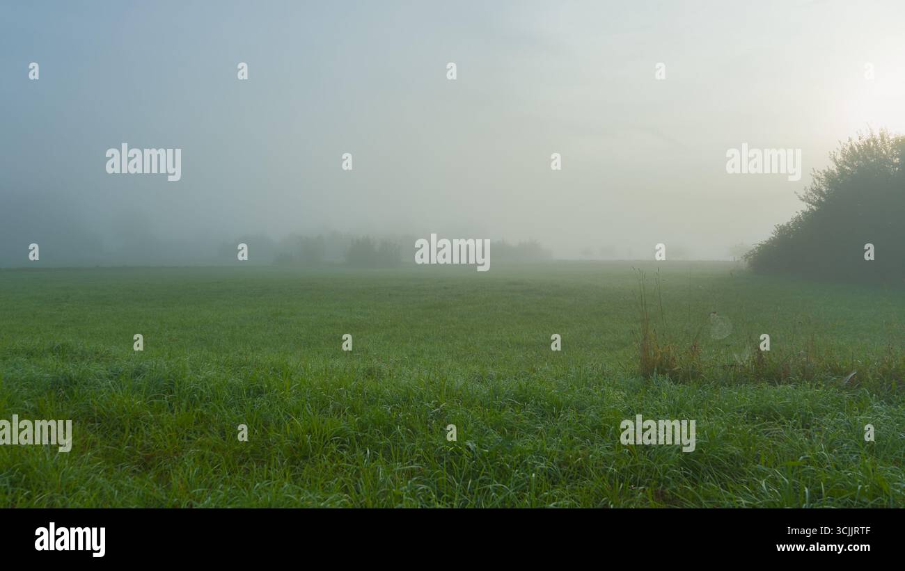 La nebbia mattutina scivola su un pascolo con luce naturale soffusa. Foto Stock