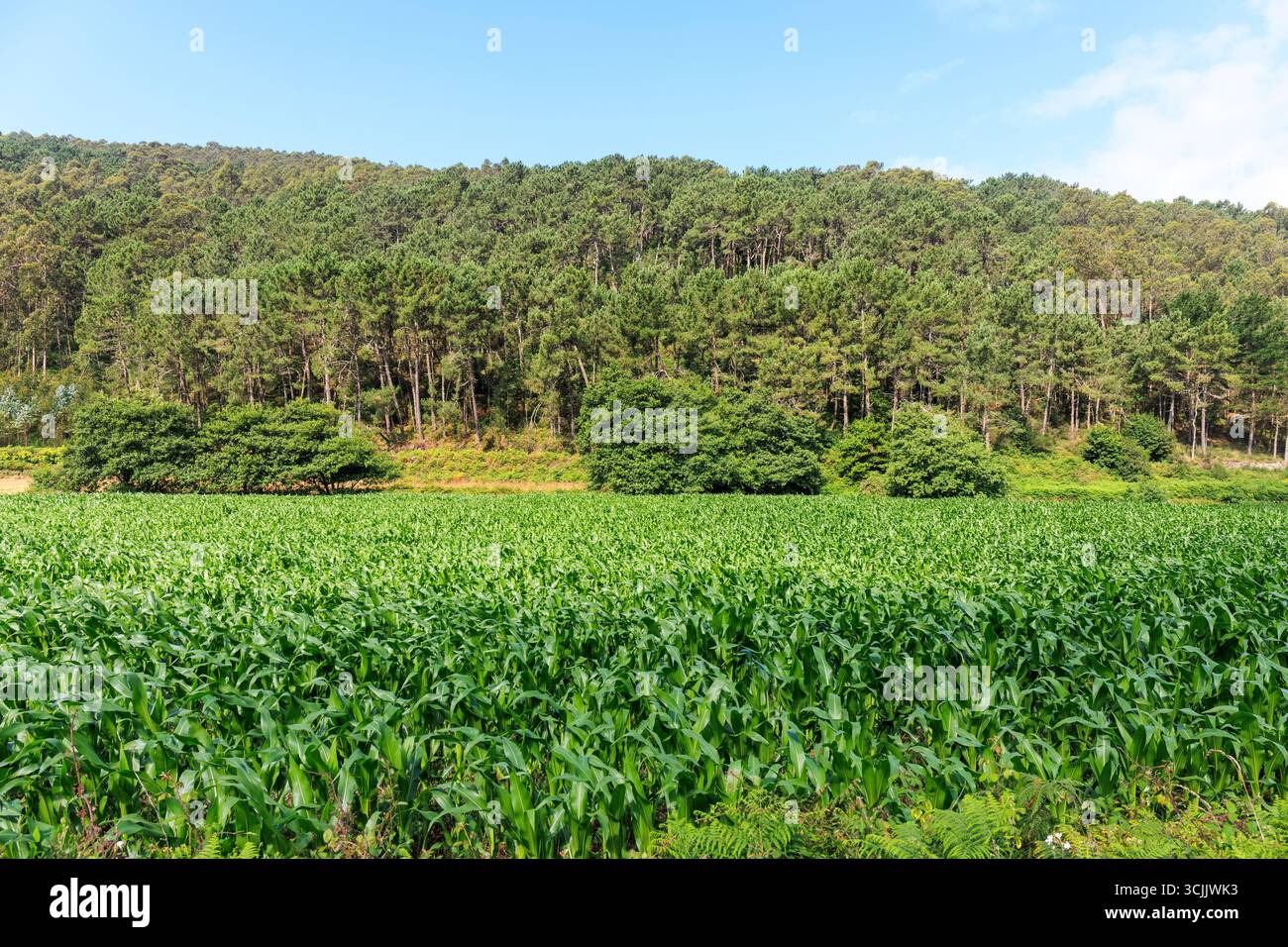 Una foresta verde e densa circonda un fertile campo di mais, con tutta la vegetazione che splende sotto il cielo azzurro Foto Stock