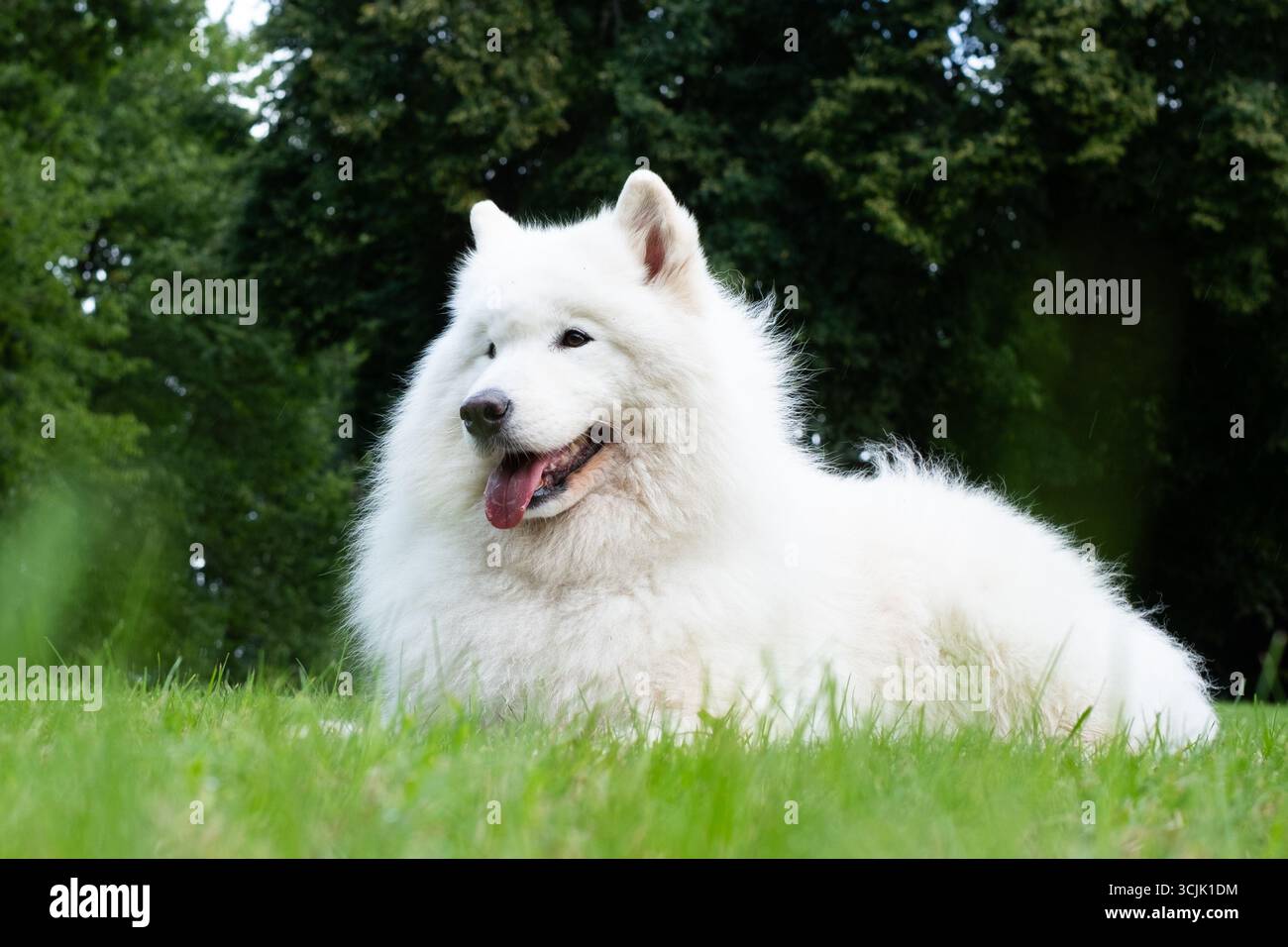 Il cane Samoiato bianco e soffice si appoggia su una lussureggiante erba verde, trasudando energia e affetto, circondato dalla natura, incarnando la gioia della compagnia e Foto Stock