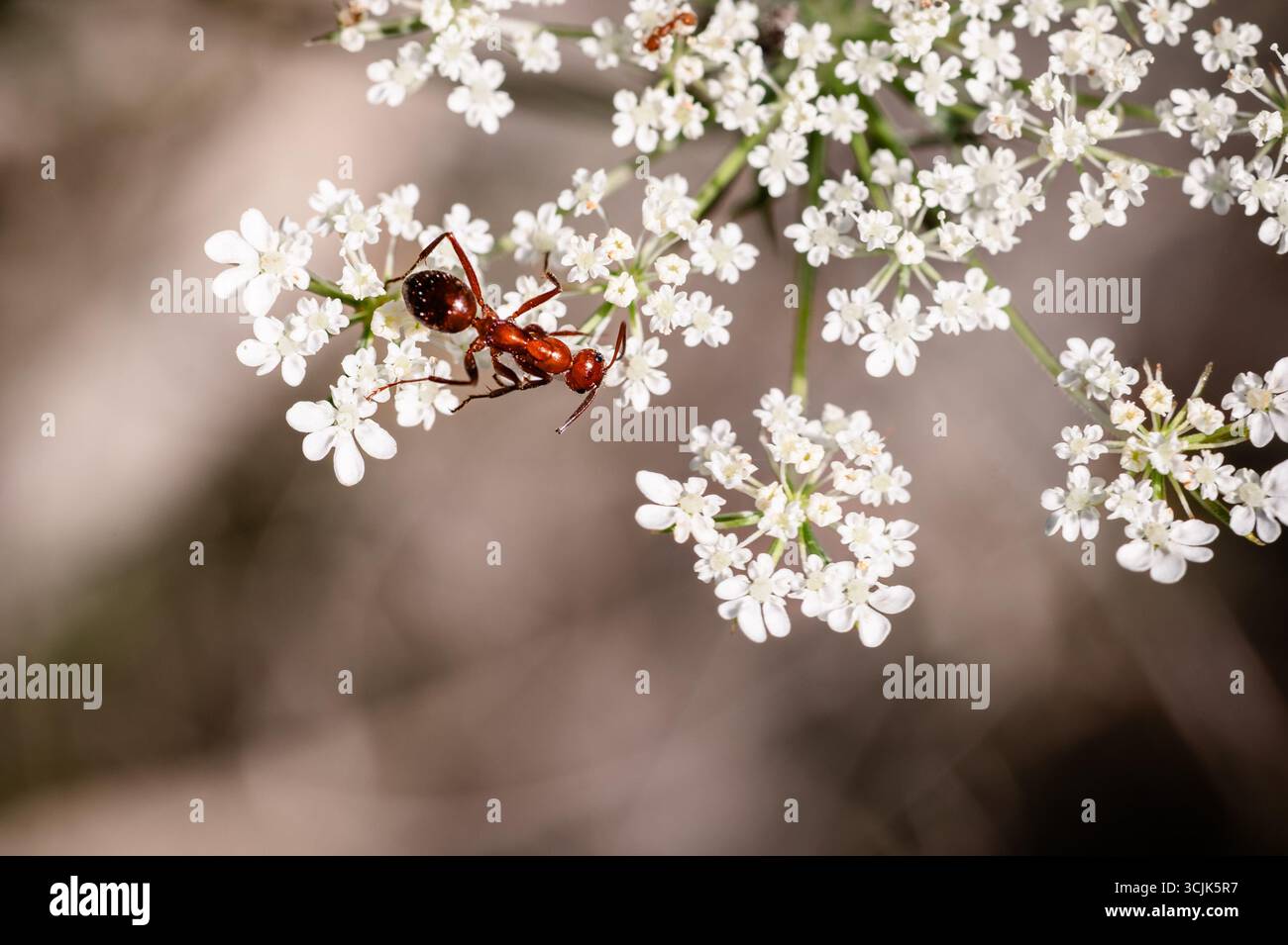 Una piccola formica marrone su un fiore di carota Daucus Foto Stock