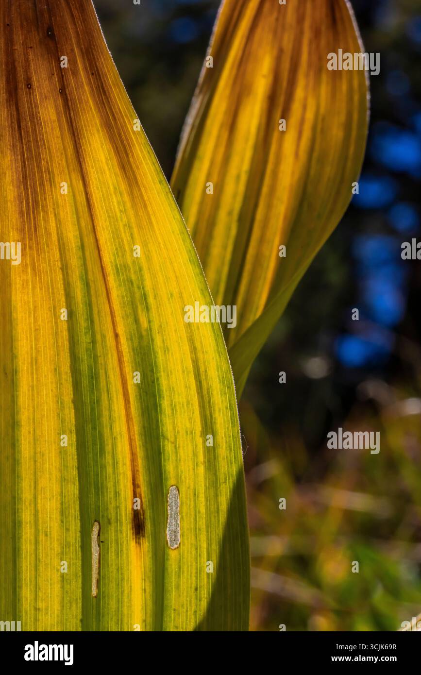 Granturco, Veratrum californicum, foglie di Ansel Adams Wilderness, Inyo National Forest, California, USA Foto Stock