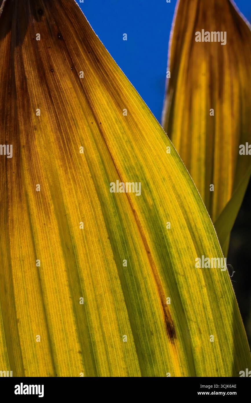 Granturco, Veratrum californicum, foglie di Ansel Adams Wilderness, Inyo National Forest, California, USA Foto Stock