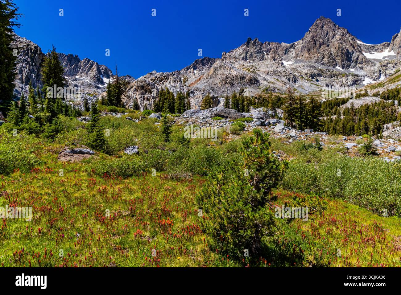 Prato di montagna vicino al lago Ediza, Mount Ritter Distant, Ansel Adams Wilderness, Inyo National Forest, California, USA Foto Stock