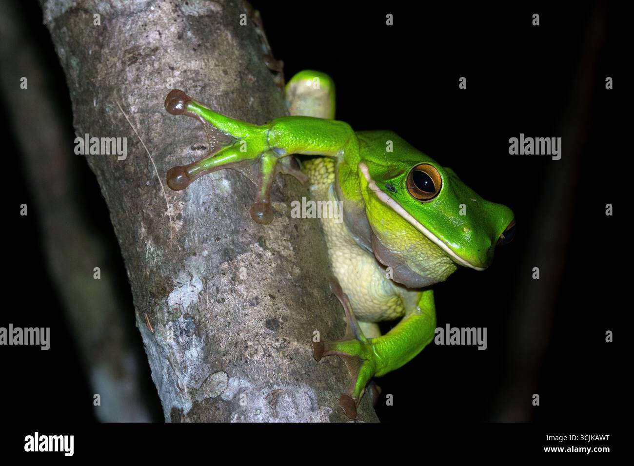 Rana verde dalle labbra bianche (Nyctimystes infrafrenatus) che riposa sul tronco dell'albero fotografato di notte nella foresta pluviale tropicale di Daintree, Queensland Foto Stock