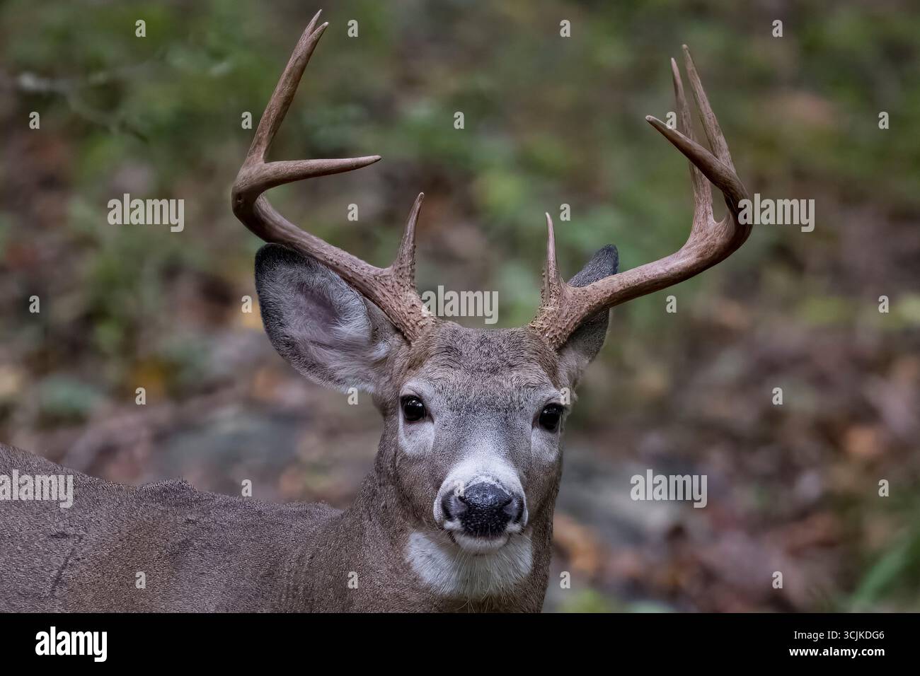 Il cervo dalla coda bianca (Odocoileus virginianus), noto anche come la coda bianca e il cervo della Virginia. Foto Stock