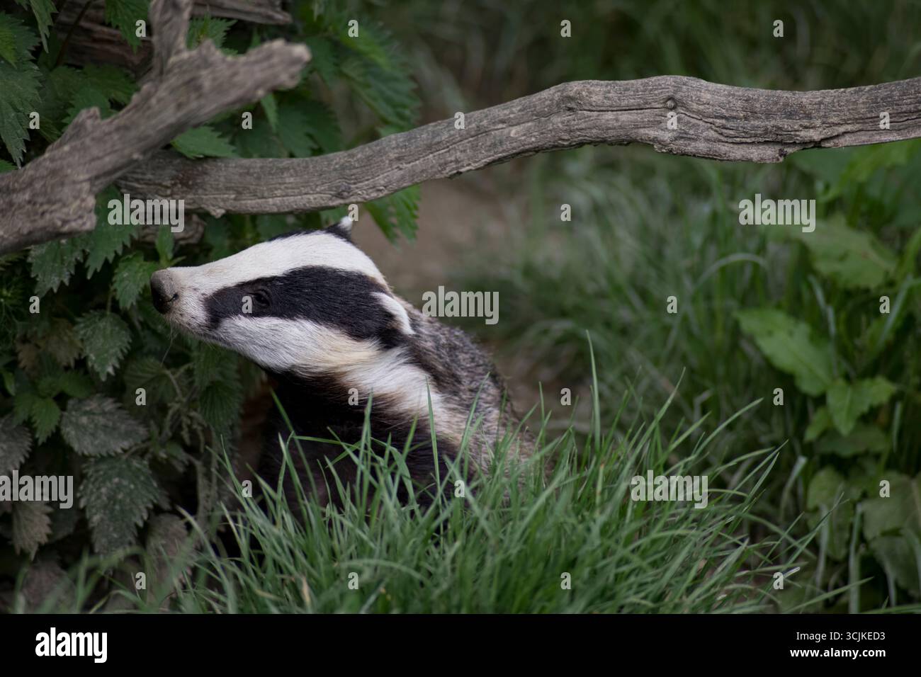 Il tasso comune (Meles meles meles), una sottospecie del tasso europeo, noto anche come tasso eurasiatico, fa parte della famiglia Mustelidae. Foto Stock