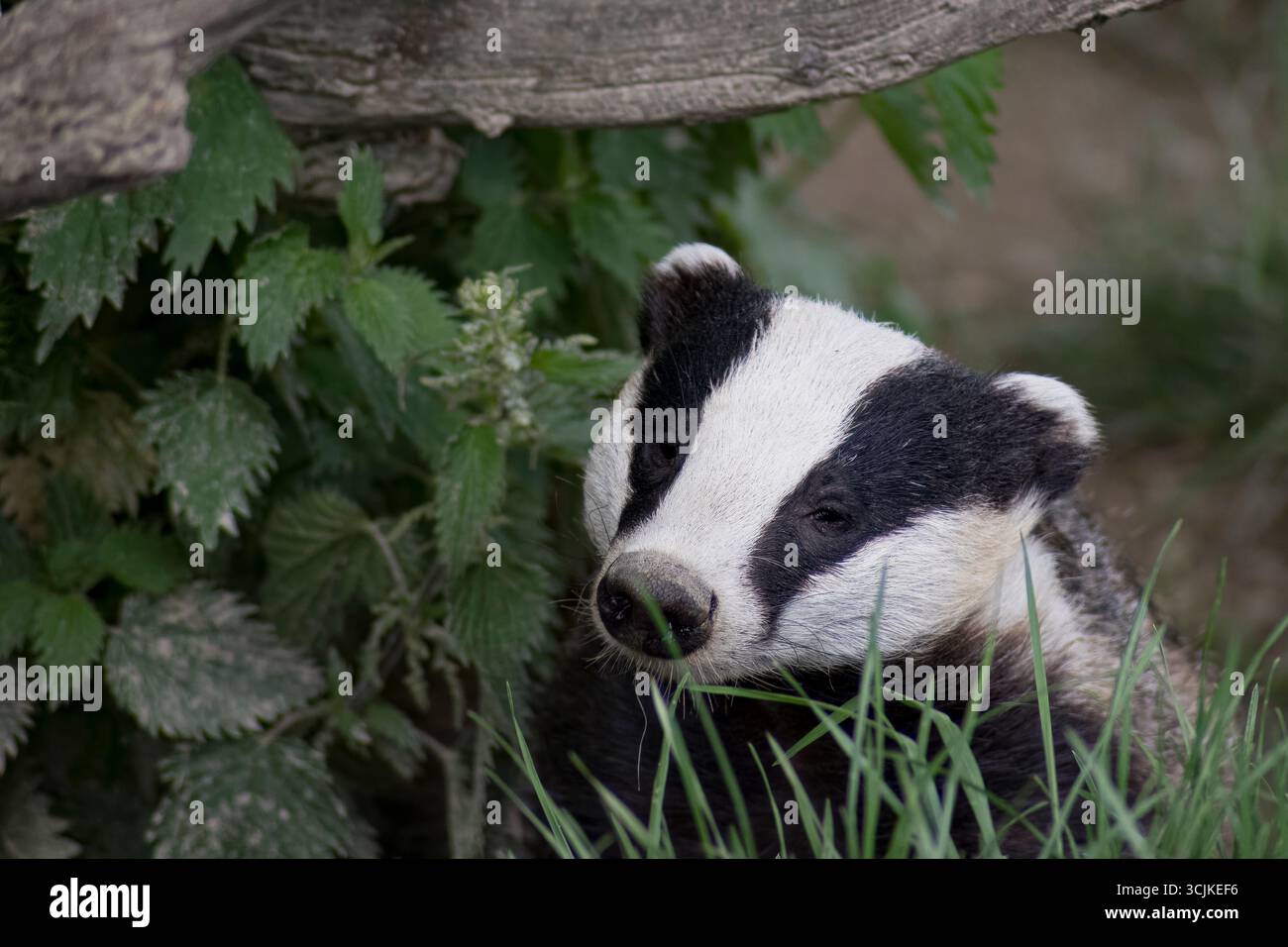 Il tasso comune (Meles meles meles), una sottospecie del tasso europeo, noto anche come tasso eurasiatico, fa parte della famiglia Mustelidae. Foto Stock