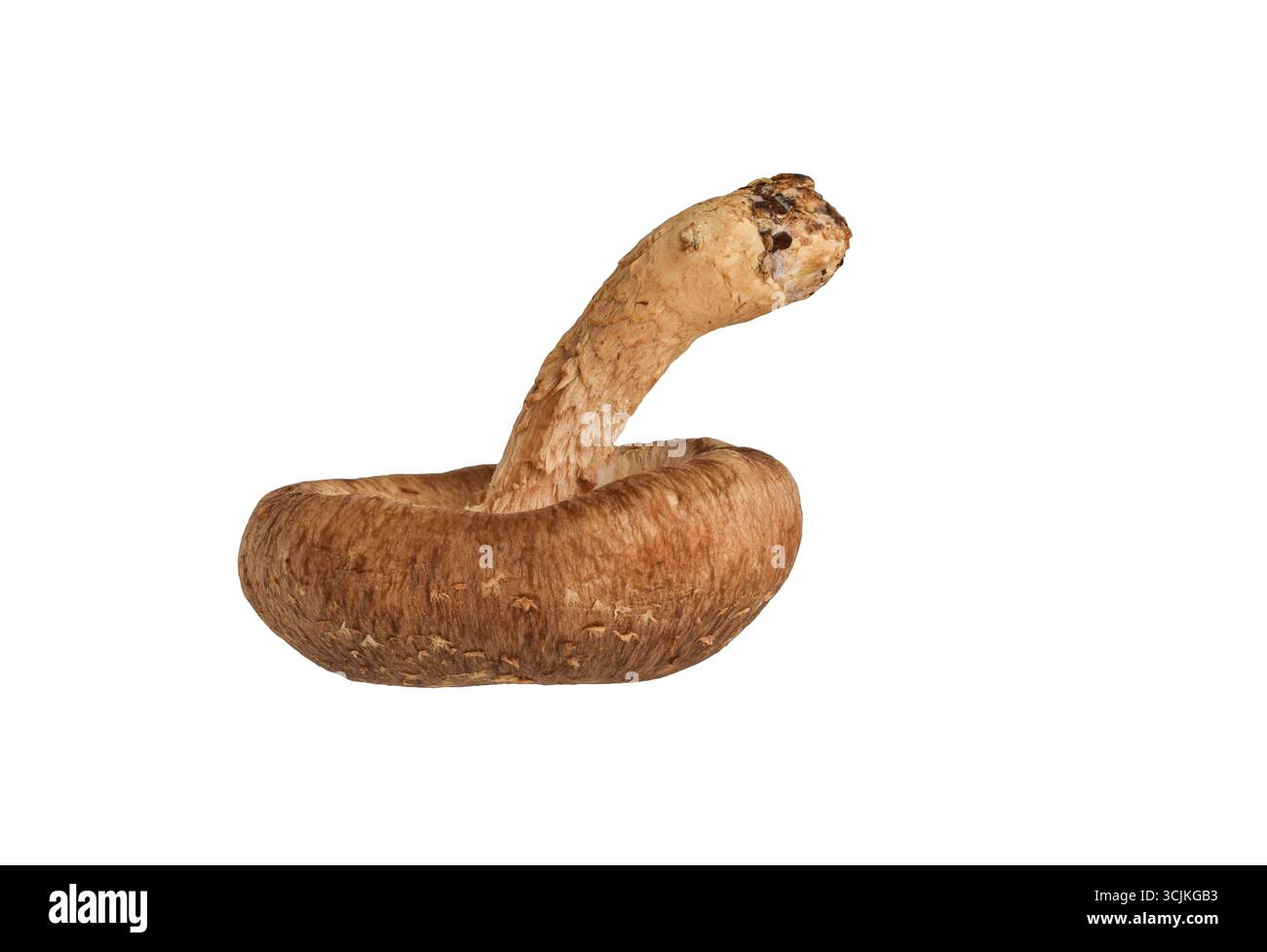 Un singolo fungo shiitake intero capovolto con gambo, fessura isolata su sfondo bianco Foto Stock