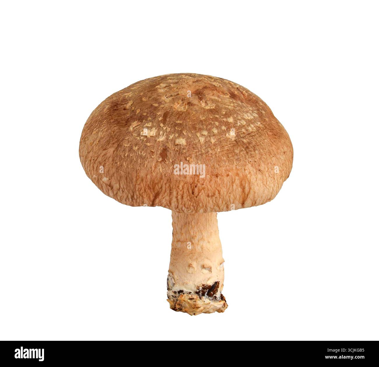Un singolo fungo shiitake verticale intero con tappo e gambo, fessura isolata su sfondo bianco Foto Stock
