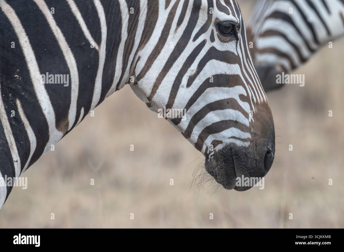 Zebre di Grant (Equus quagga boehmi) nel Parco Nazionale di Amboseli, Kenya Foto Stock