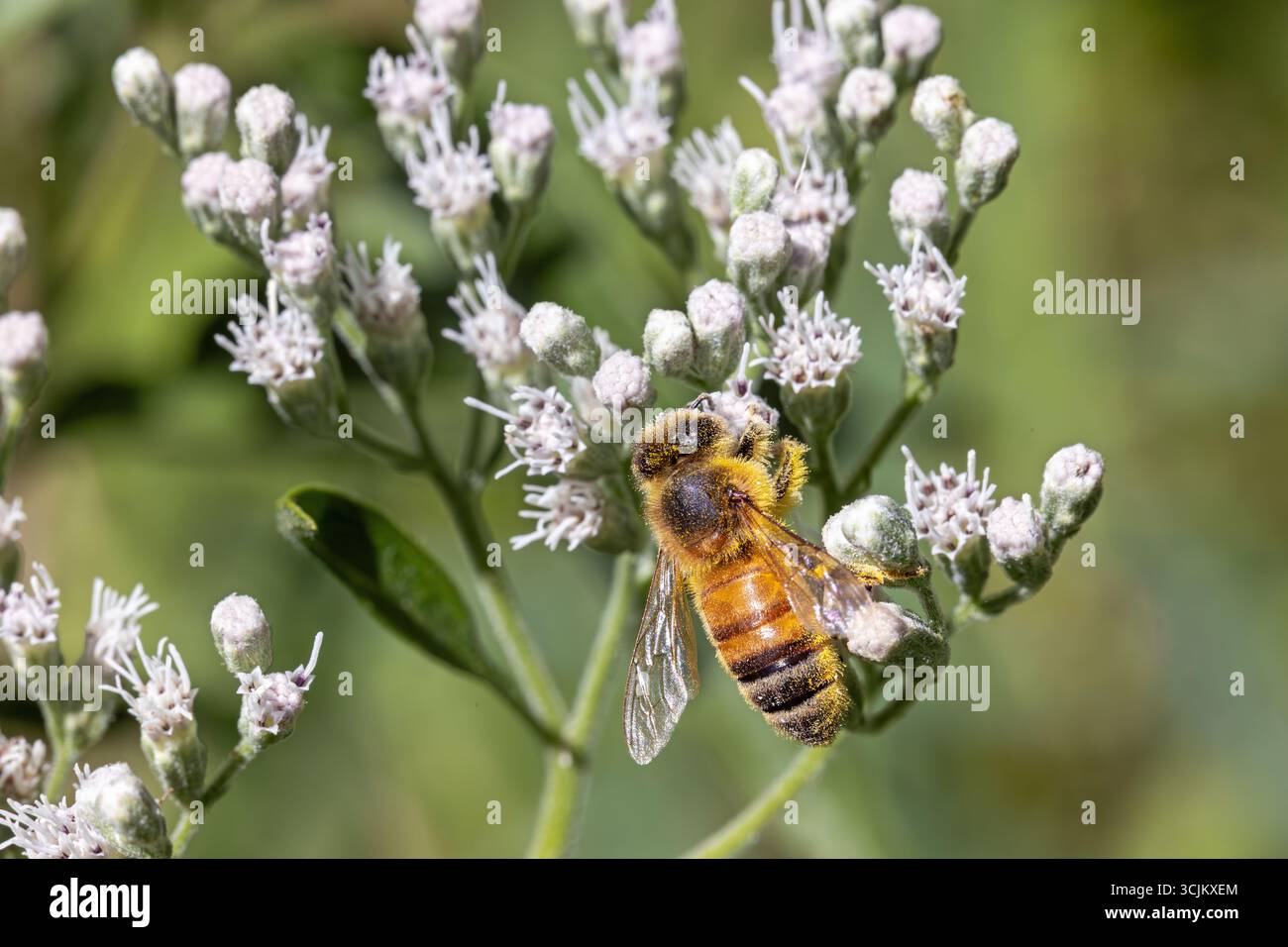 Api ricoperte di polline (Apis mellifera) su alti fiori di ossa (Eupatorium altissimum) nella contea di Lee, Iowa, Stati Uniti. Foto Stock