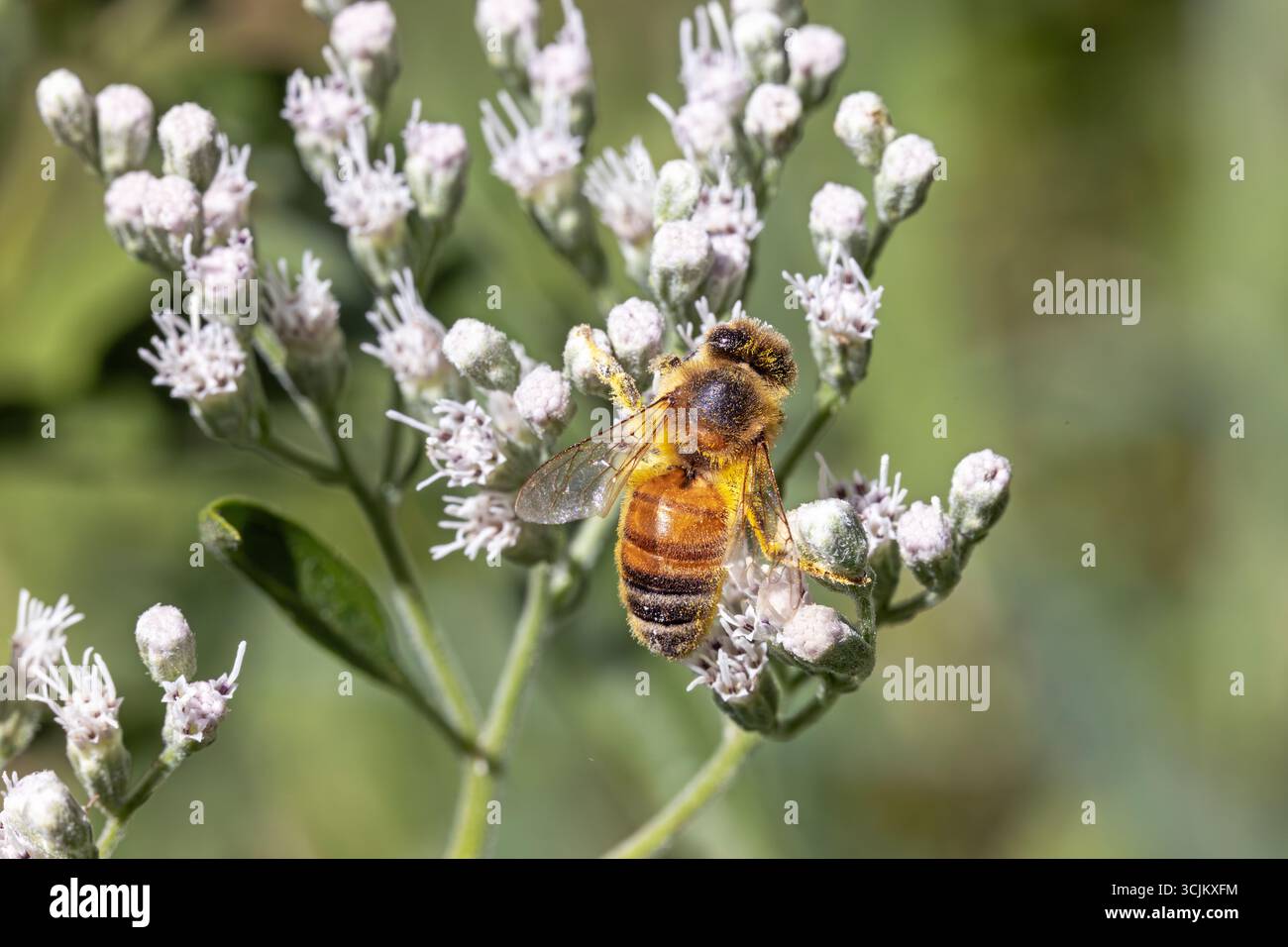Api ricoperte di polline (Apis mellifera) su alti fiori di ossa (Eupatorium altissimum) nella contea di Lee, Iowa, Stati Uniti. Foto Stock
