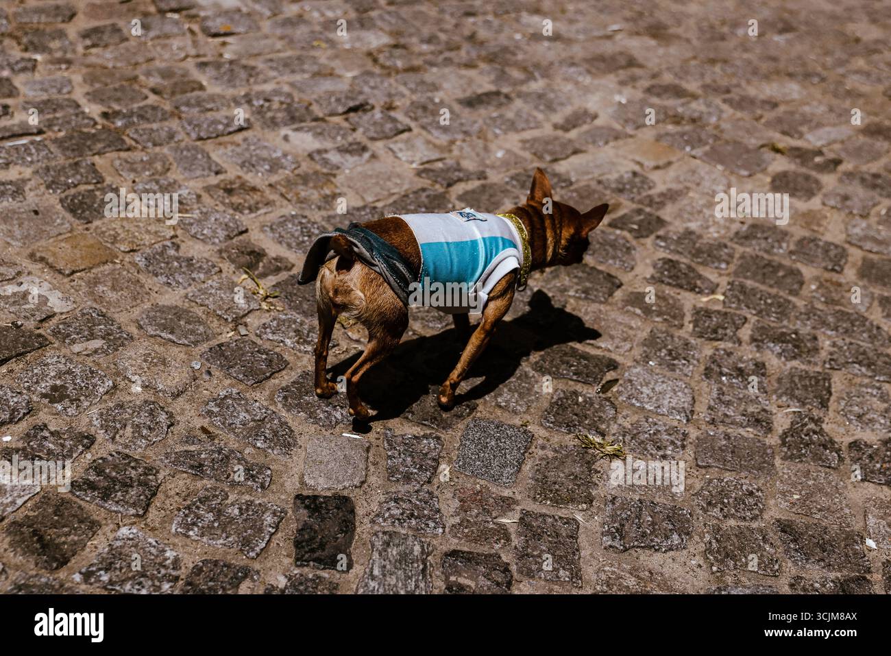 Buenos Aires, Argentina - 22 dicembre 2022: Un piccolo cane in maglia da calcio cammina attraverso i ciottoli illuminati dal sole nel quartiere Caminito di la Boca Foto Stock