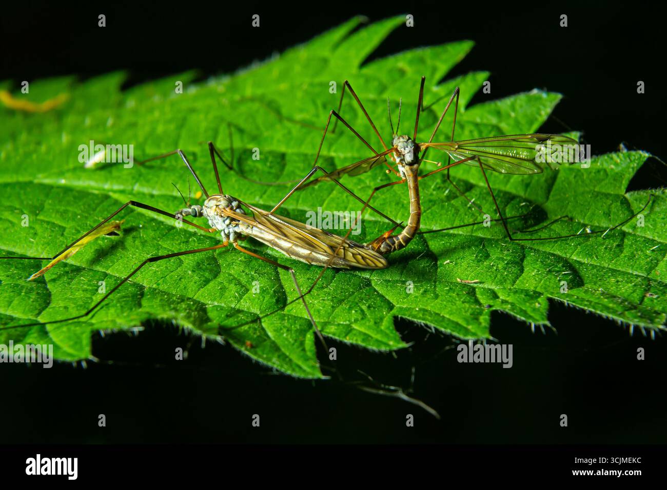 Le zanzare praticano l'accoppiamento su una foglia verde vibrante sotto la luce naturale in un ambiente forestale durante il giorno. Foto Stock