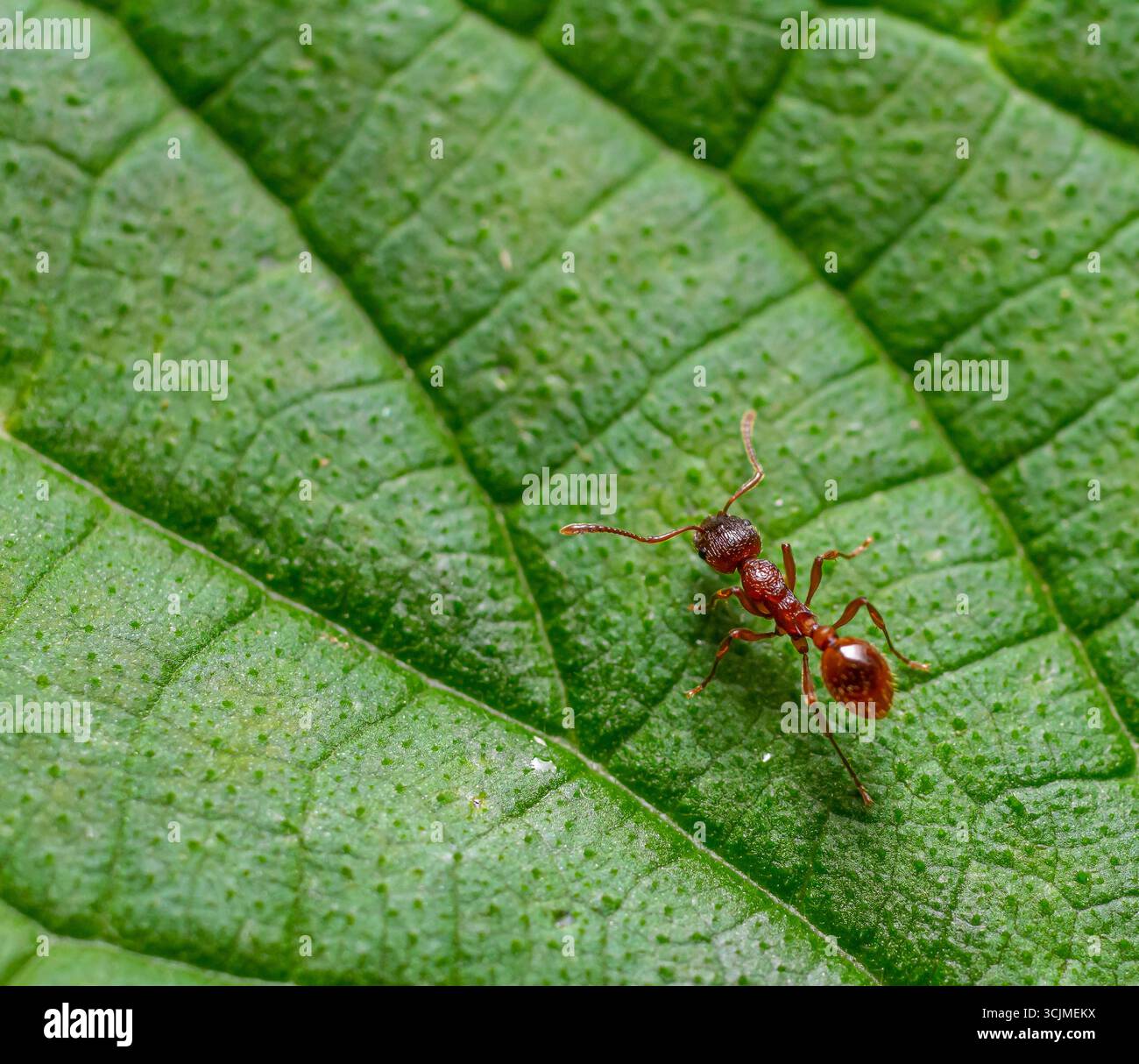 Una formica rossa si sta muovendo attraverso una lussureggiante foglia verde, illustrando il suo ruolo attivo nell'ecosistema. L'ambiente e' luminoso e vivace, tipico del giorno. Foto Stock