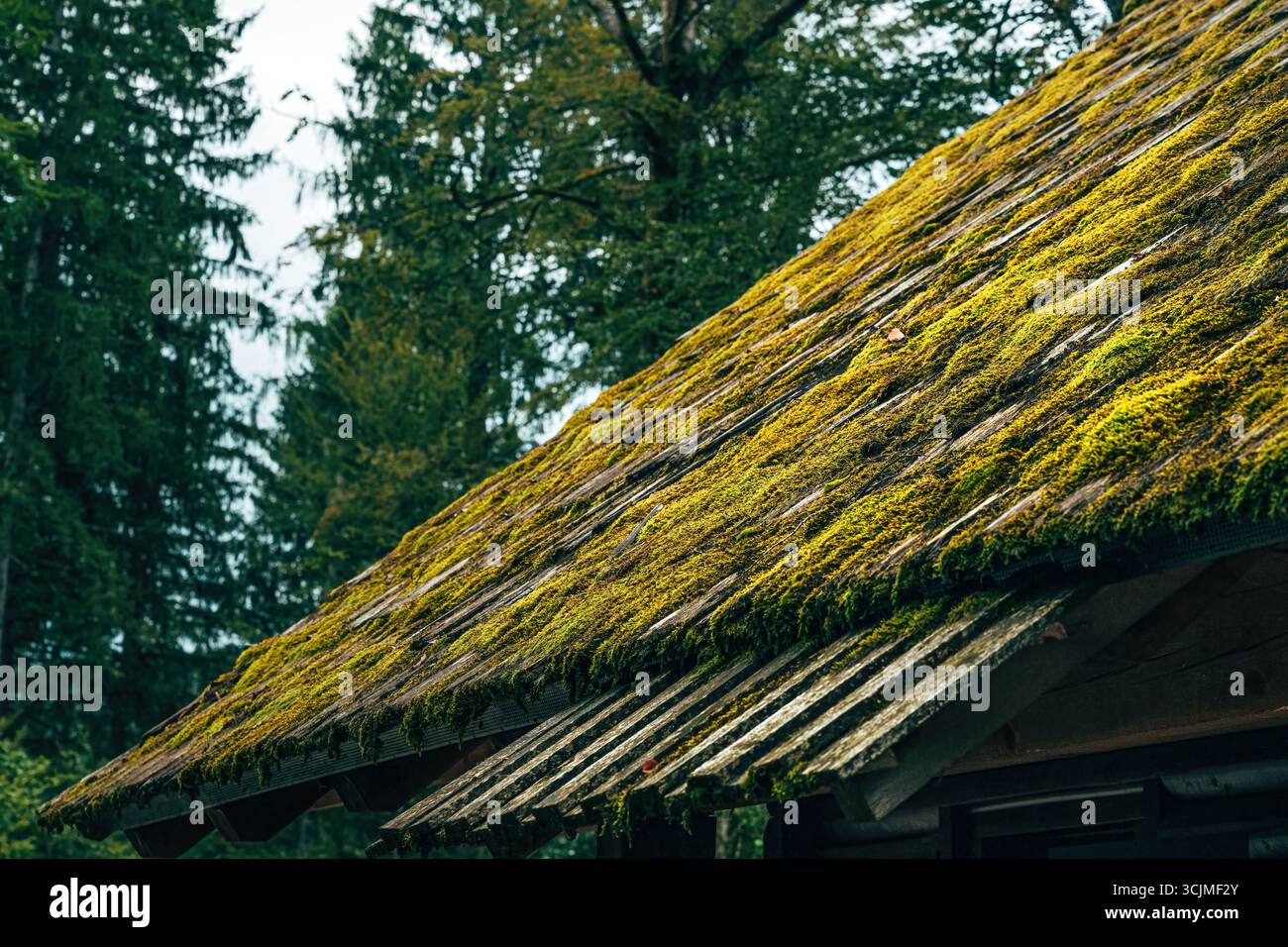 Tetto coperto di muschio che simboleggia il recupero della natura dell'architettura, della vita ecologica, della sostenibilità e dell'armonia tra ambiente e design. Messa a fuoco selettiva. Foto Stock