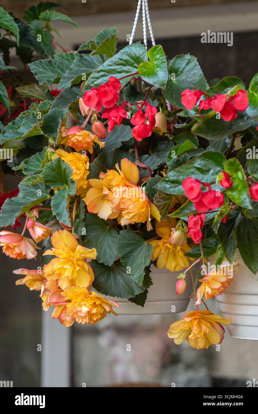 Le begonie tuberose di colore giallo e rosso brillanti cadono dai cesti appesi in un giardino creando un'atmosfera colorata in fiore durante lo sprin Foto Stock