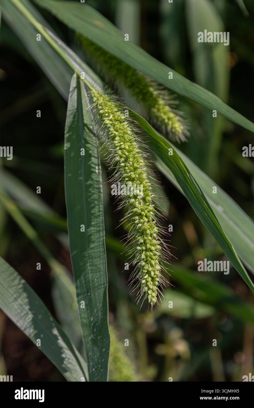 La pianta gialla Foxtail mostra la sua lunga punta verde fiorita in un ambiente naturale illuminato dalla calda luce del giorno che ne mette in risalto il testo Foto Stock