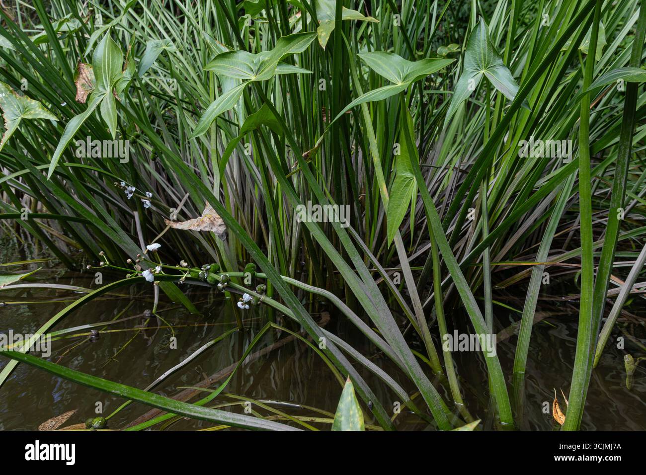 Le lussureggianti piante comuni a punta di freccia crescono vigorosamente vicino all'acqua le loro caratteristiche foglie a forma di freccia che raggiungono la luce del sole in un ecosistema vibrante Foto Stock