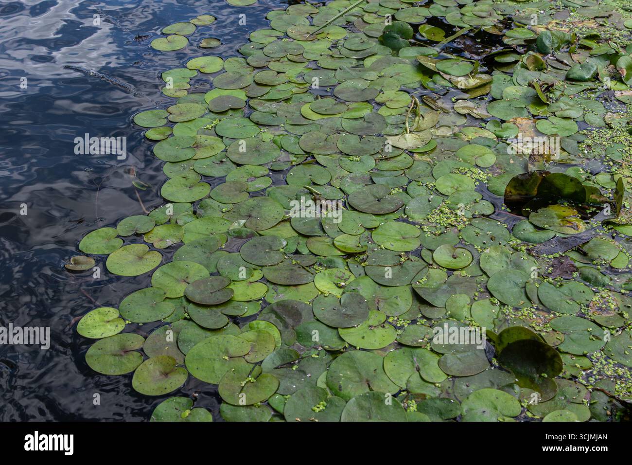 Le piante di Frogbit si diffondono attraverso il tranquillo laghetto le loro foglie arrotondate fluttuano senza sforzo sull'acqua fornendo habitat e copertura per la vita acquatica. Foto Stock