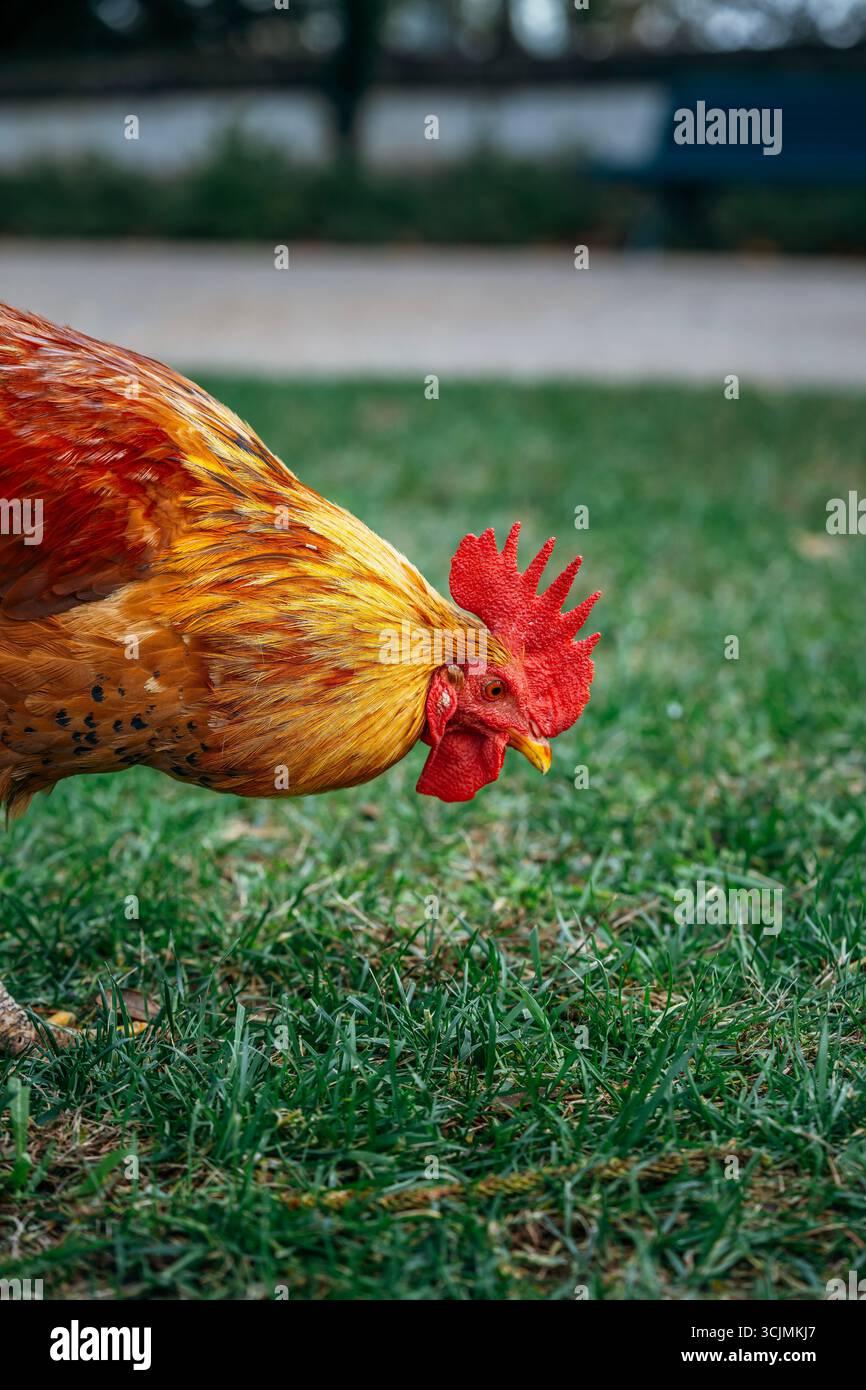 Primo piano di Un Gallo con il pettine Fiery Red che forgia in Un cortile erboso. Animali da fattoria, colori vivaci, piume dettagliate, luce naturale Foto Stock