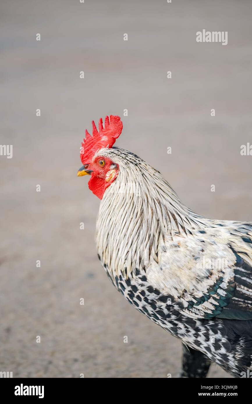 Ritratto dettagliato di Un Gallo con pennarello bianco e nero e pettine rosso. Animali da fattoria, primi piani, luce naturale, fascino rustico Foto Stock