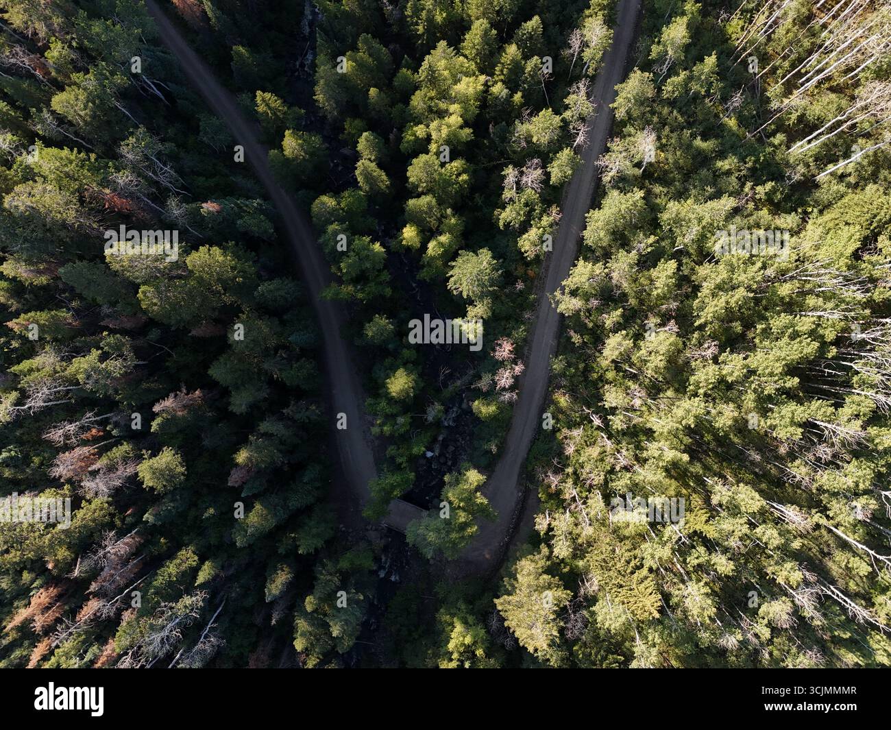 Veduta aerea di un netto contrasto tra una fitta foresta scura e un bosco più leggero e soleggiato diviso da tortuose strade sterrate, Collbran, Colorado, Stati Uniti. Foto Stock