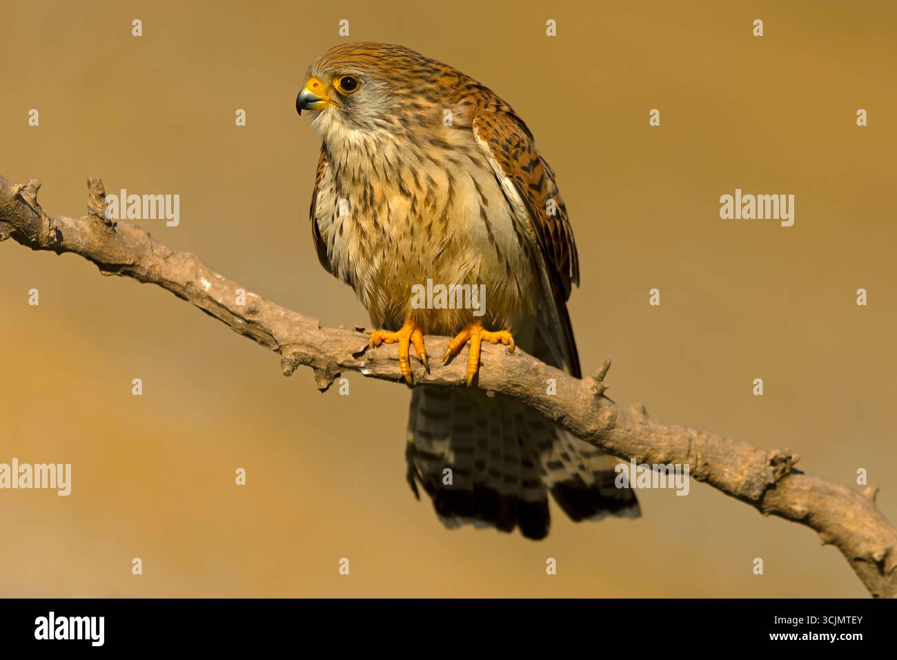 Femmina piccola gheppio nel suo territorio in una giornata primaverile molto limpida Foto Stock