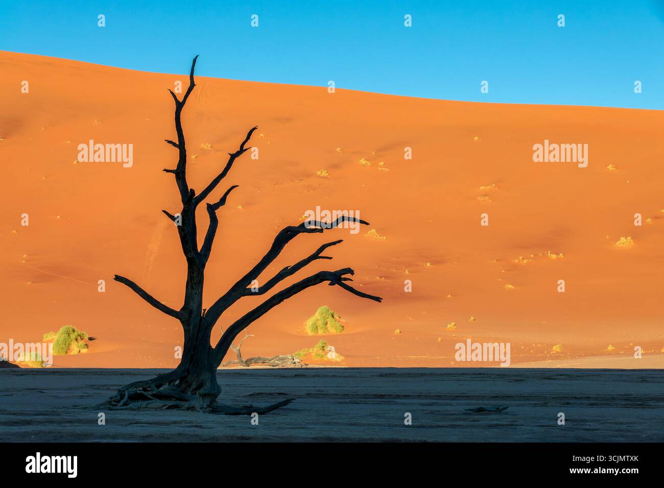 Deadvlei (o Dead Vlei), alberi morti e dune di sabbia a Sossusvlei, parco nazionale Namib Naukluft, paesaggio panoramico della Namibia, Africa Foto Stock