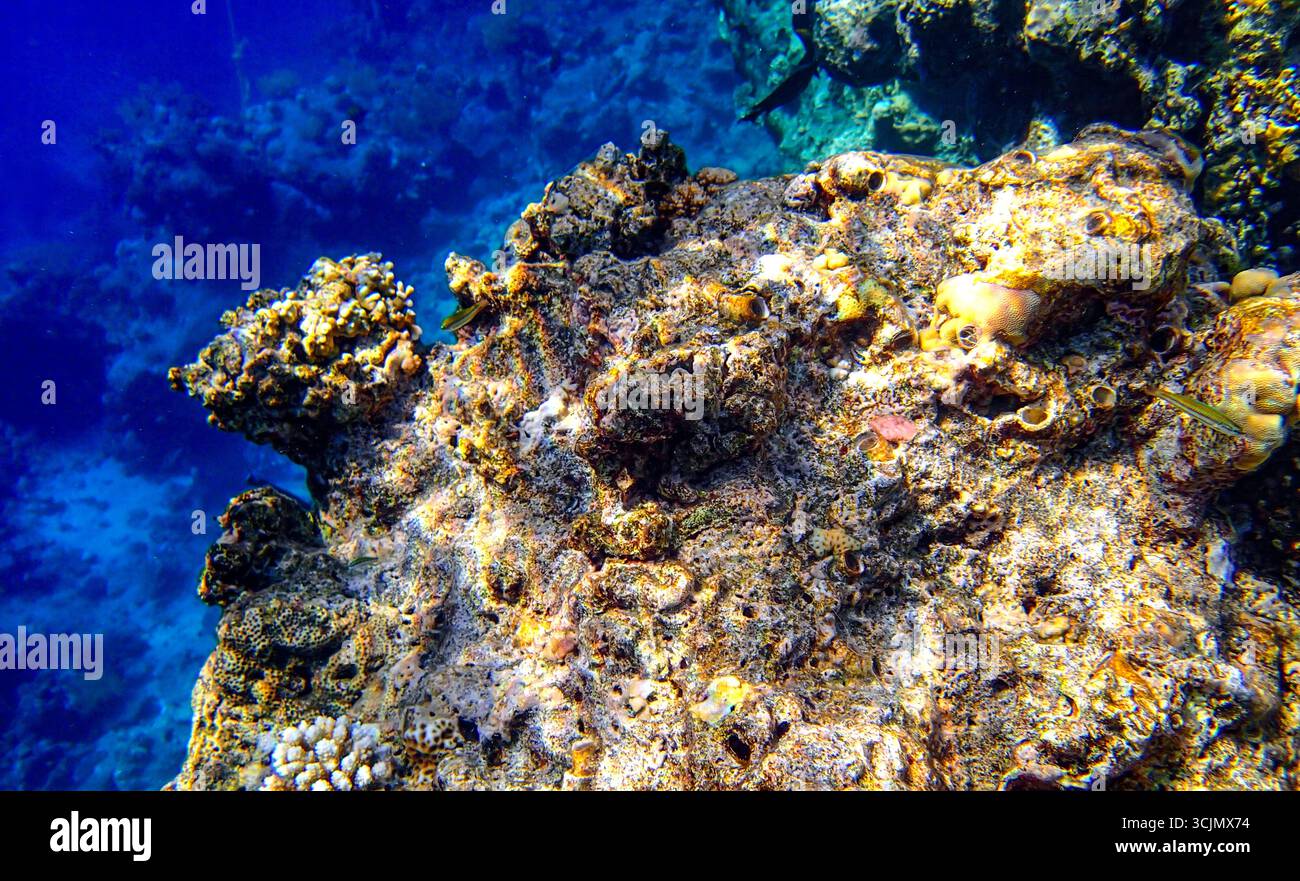 Vista ravvicinata di una formazione corallina nel Mar Rosso, che mostra la struttura dettagliata della barriera illuminata dalla luce del sole. Ecosistema marino sottomarino con coralli duri Foto Stock