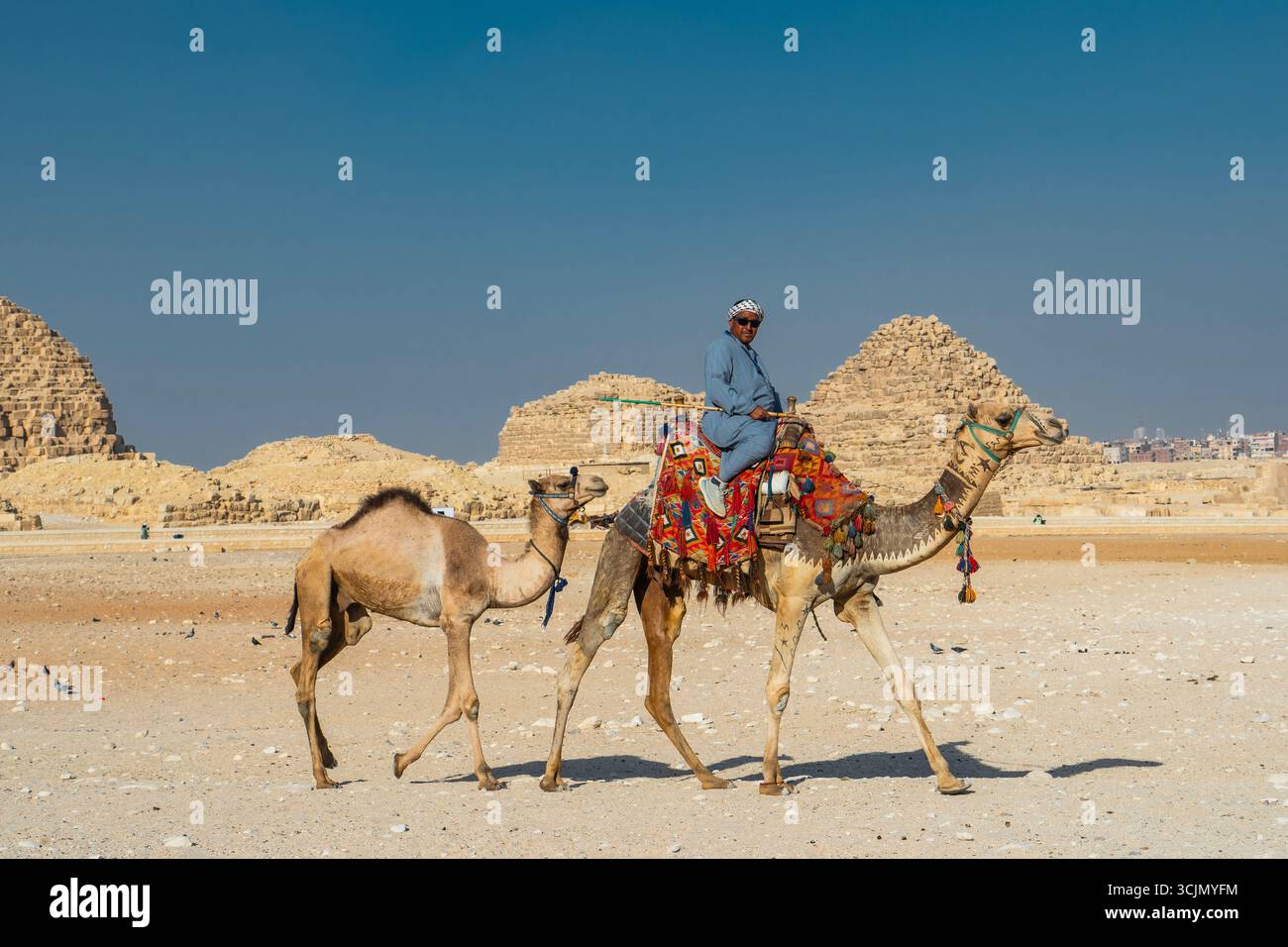 Uomo beduino che cavalca un cammello alle piramidi di Giza Foto Stock