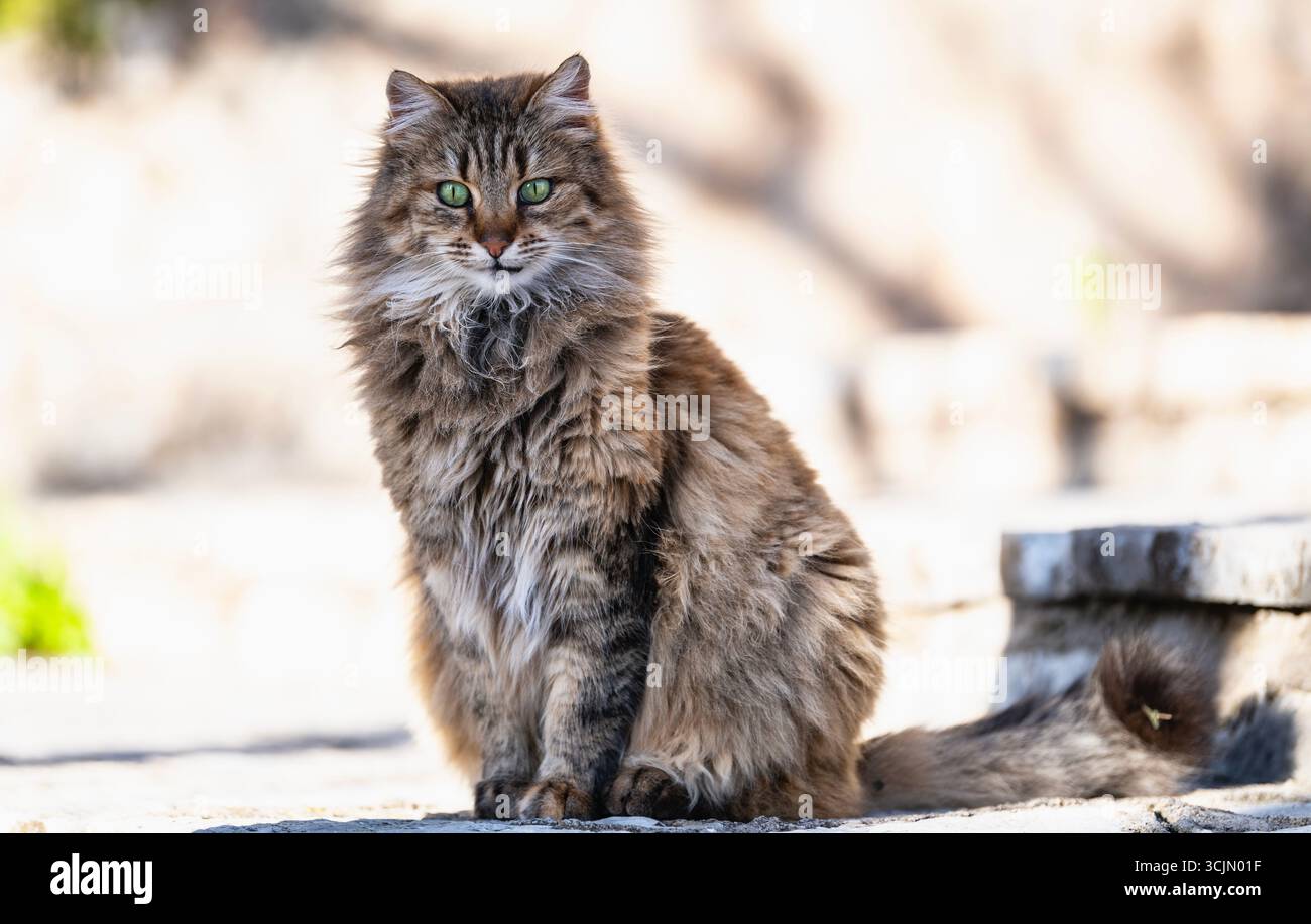 Bellissimo gatto randagio con occhi verdi in Grecia Foto Stock