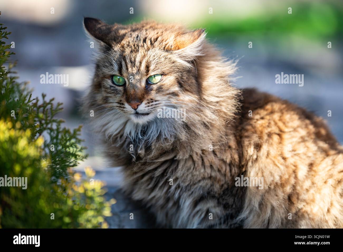 Bellissimo gatto randagio con occhi verdi in Grecia Foto Stock
