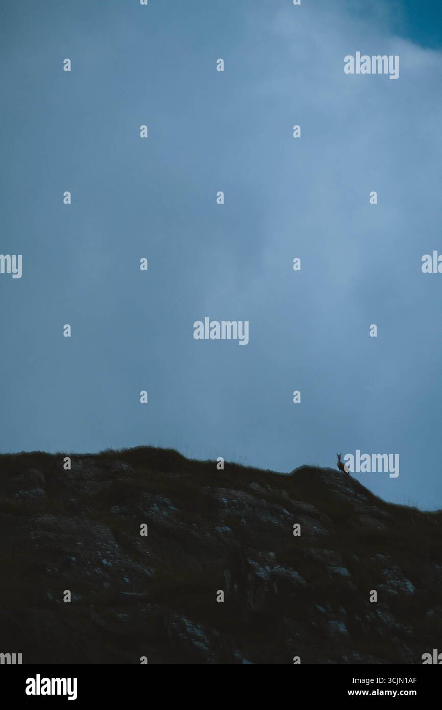 Una pecora che guarda su una scogliera Foto Stock