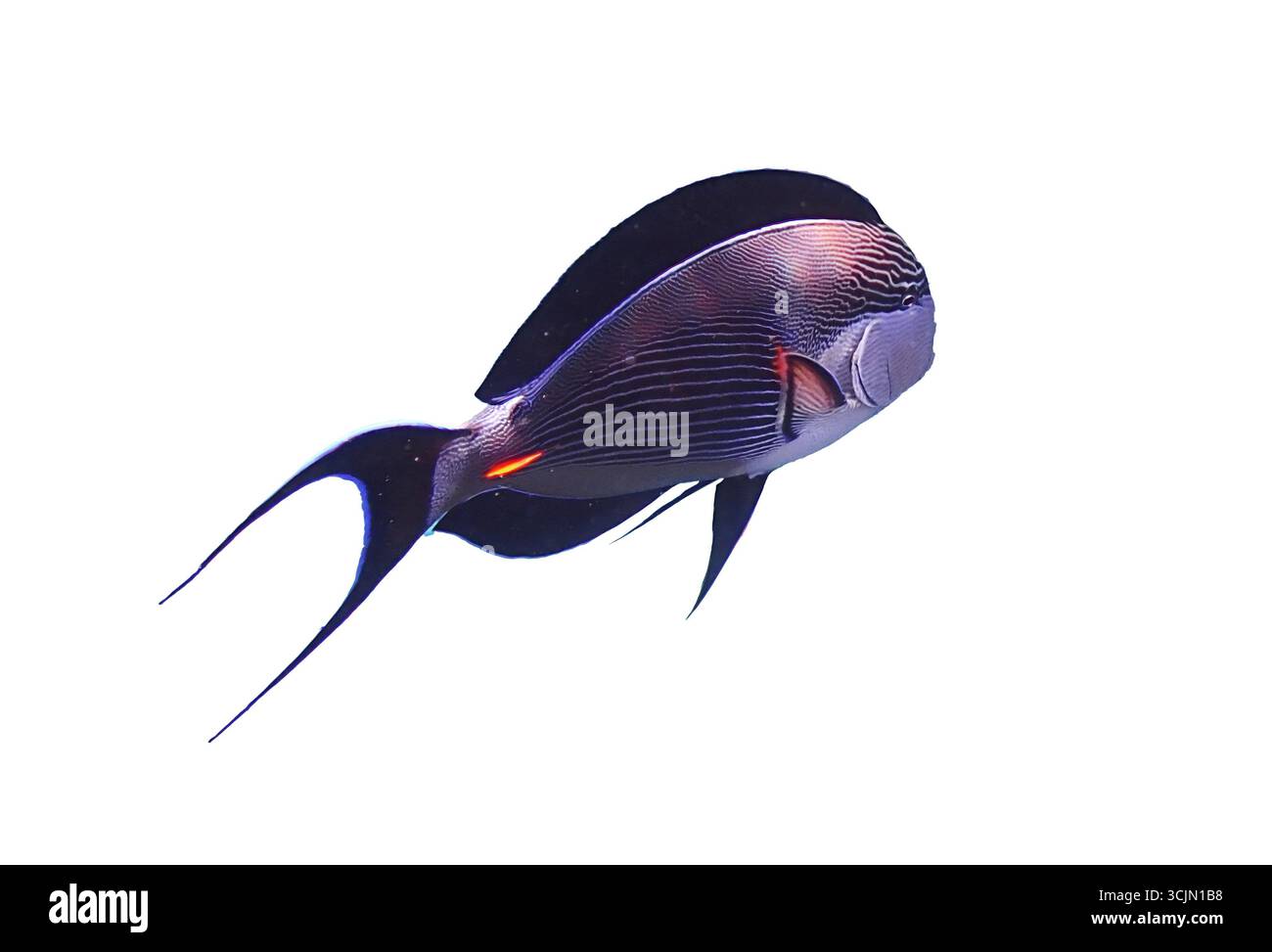 Elegante pesce surgeonfish isolato su sfondo bianco, che mostra le sue pinne allungate e il corpo snello con strisce scure e dettagli vivaci. Foto Stock