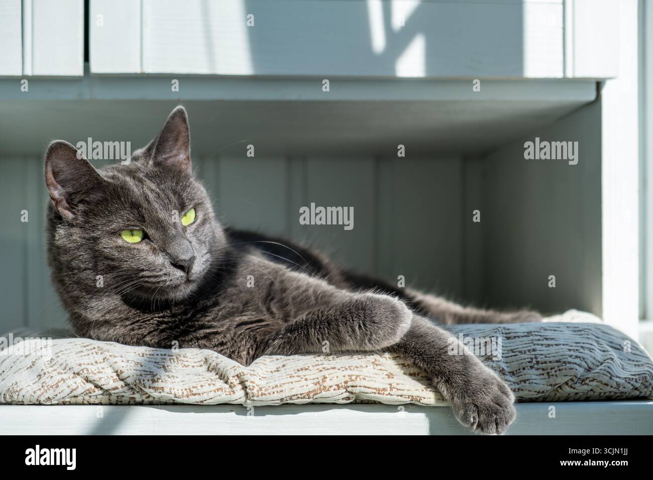 Gatto grigio con occhi verdi luminosi che si rilassano su un morbido cuscino alla luce calda del sole. Il gatto appare contento e rilassato. Foto Stock