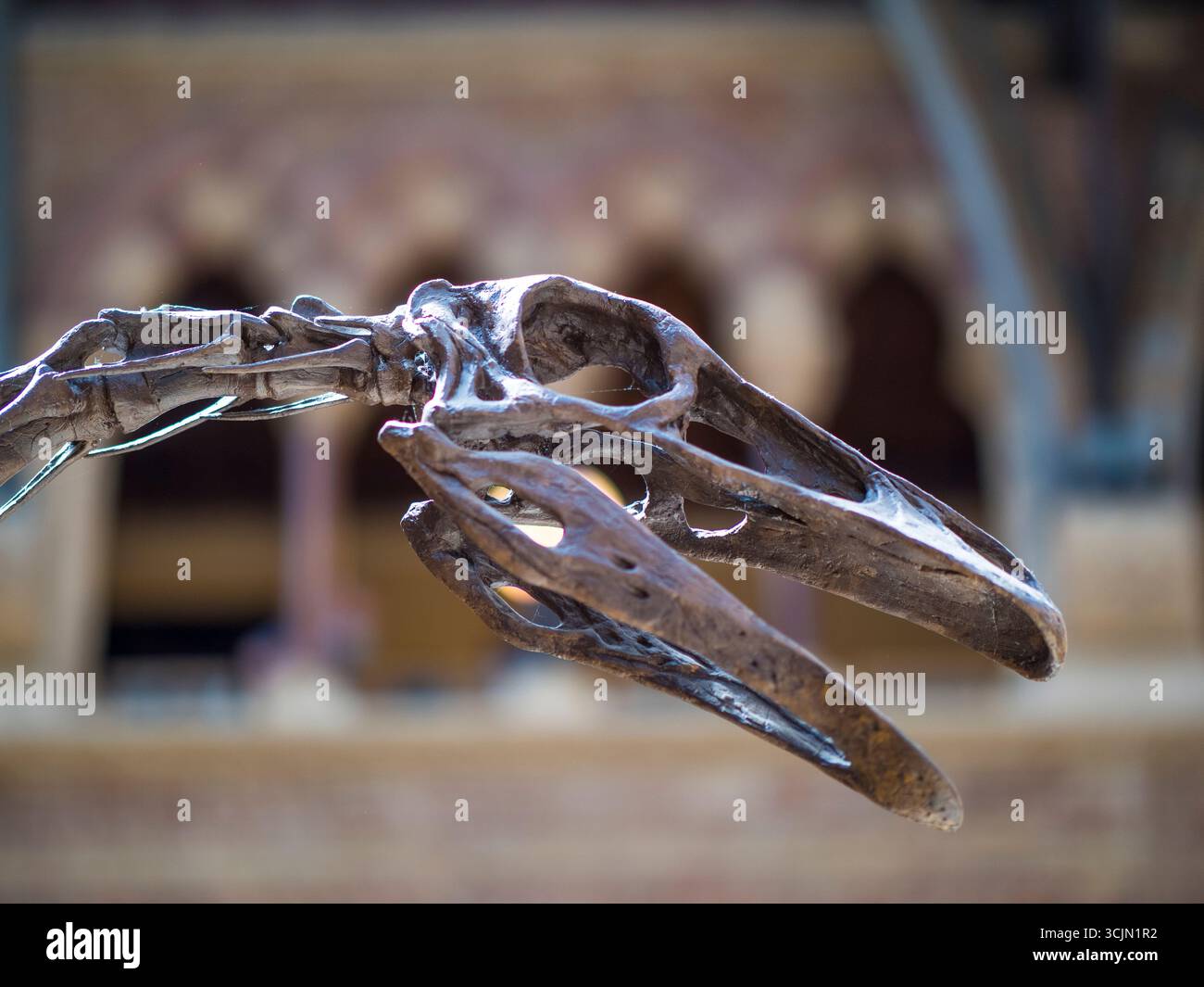 Struthiomimus SEDENS Prehistoric Wildlife, OMUNH, Oxford, Regno Unito. Foto Stock