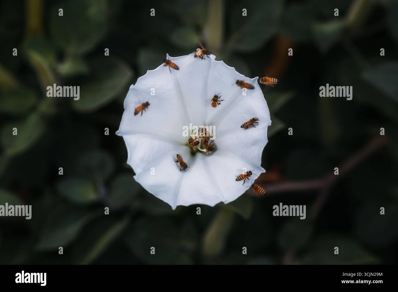 Api che circondano un Fiore della Luna in piena fioritura Foto Stock
