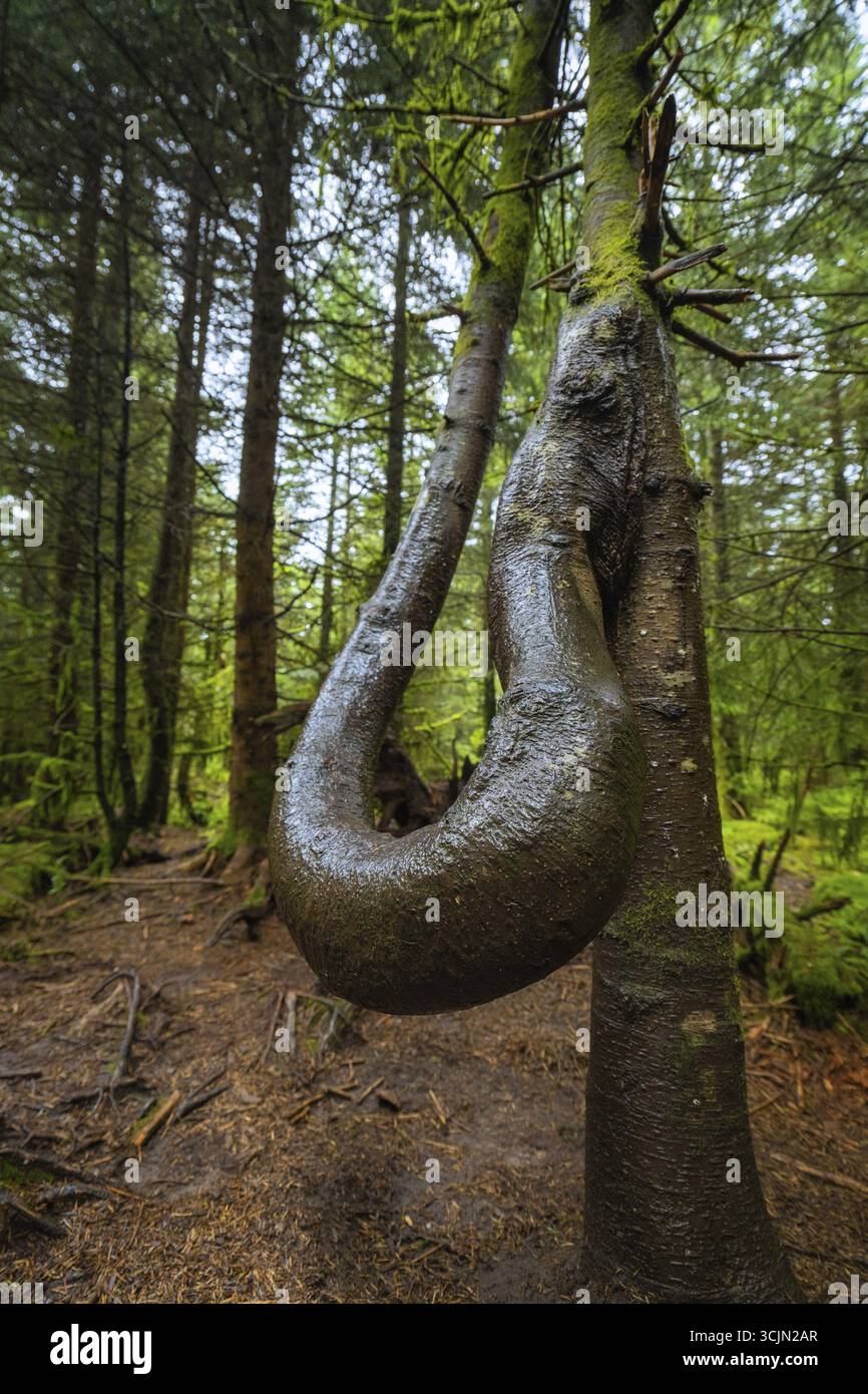 Un albero dall'insolita forma contorta sorge in una foresta verde, Lotharpfad, Foresta Nera, Germania Foto Stock