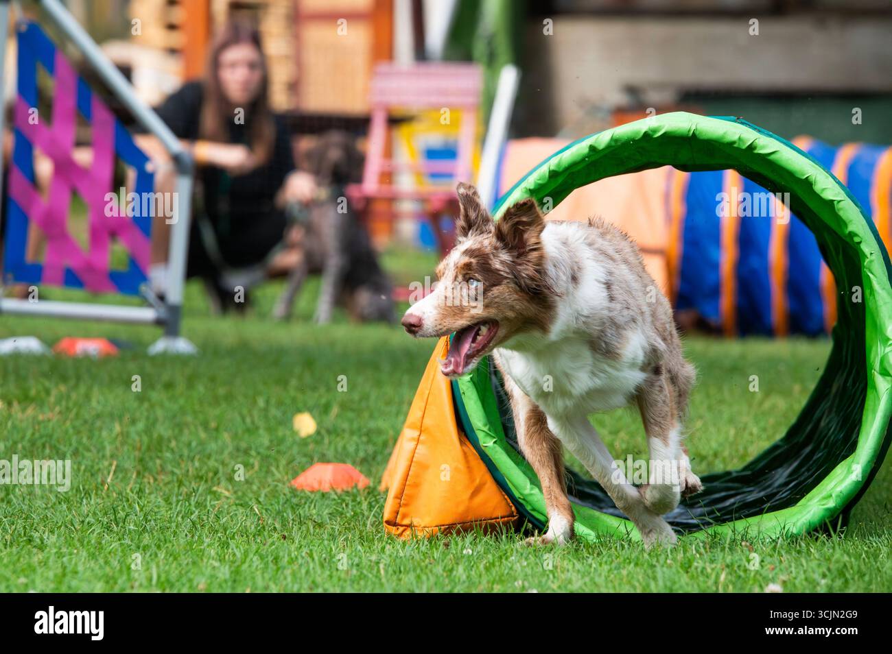 Un Border Collie pieno di energ. Foto Stock