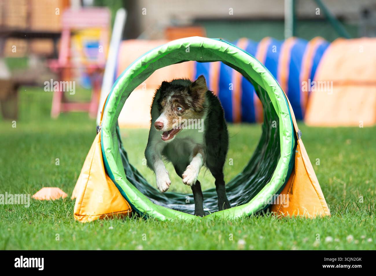 Un Border Collie pieno di energ. Foto Stock